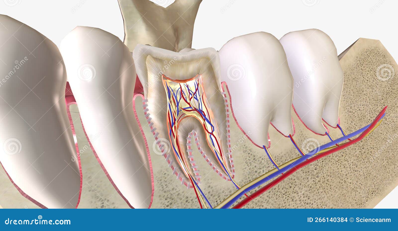 Sensitive Teeth is a Common Dental Condition Characterized by Sharp