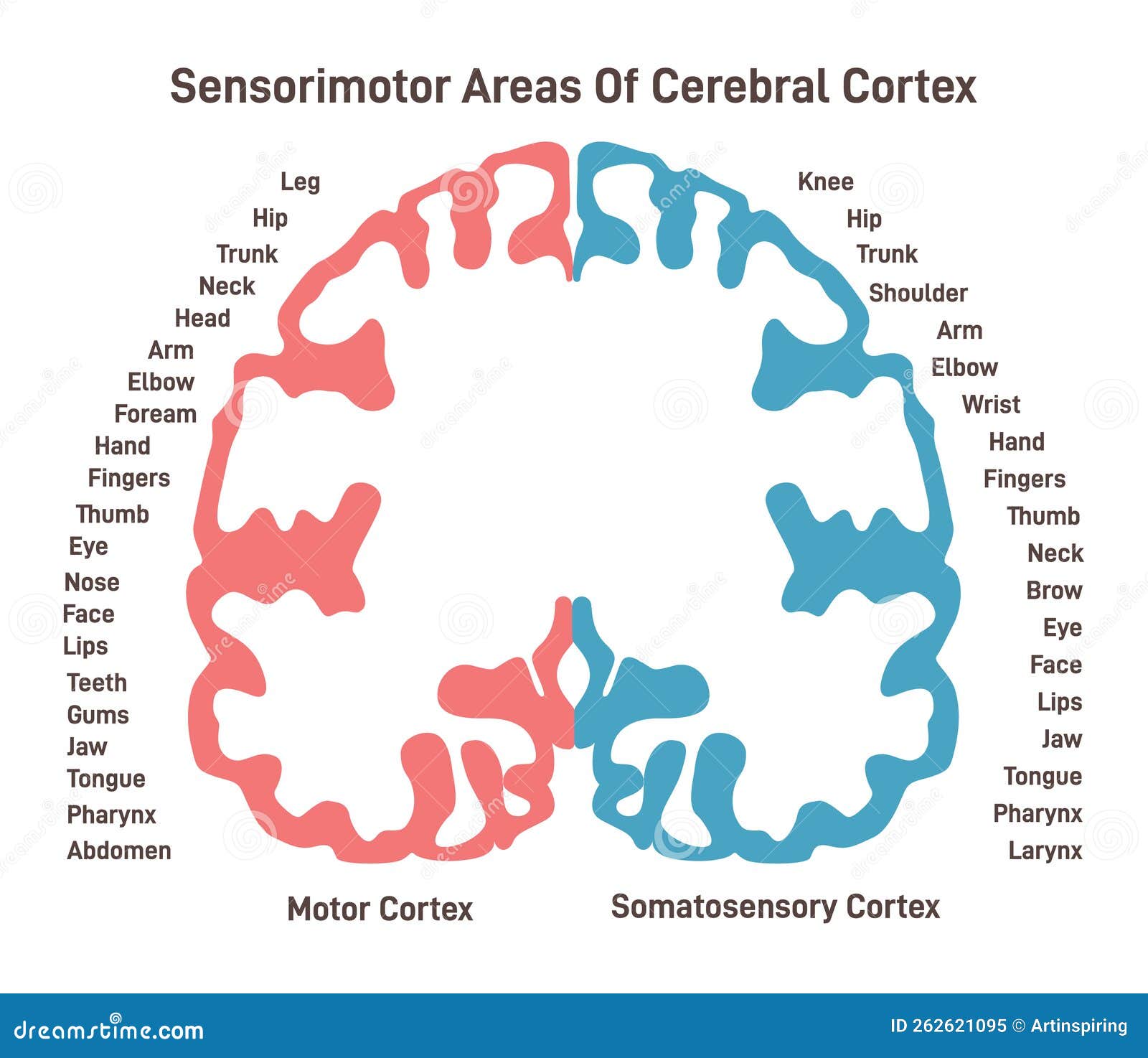 sensorimotor areas of the cerebral cortex. anatomy of the human brain.