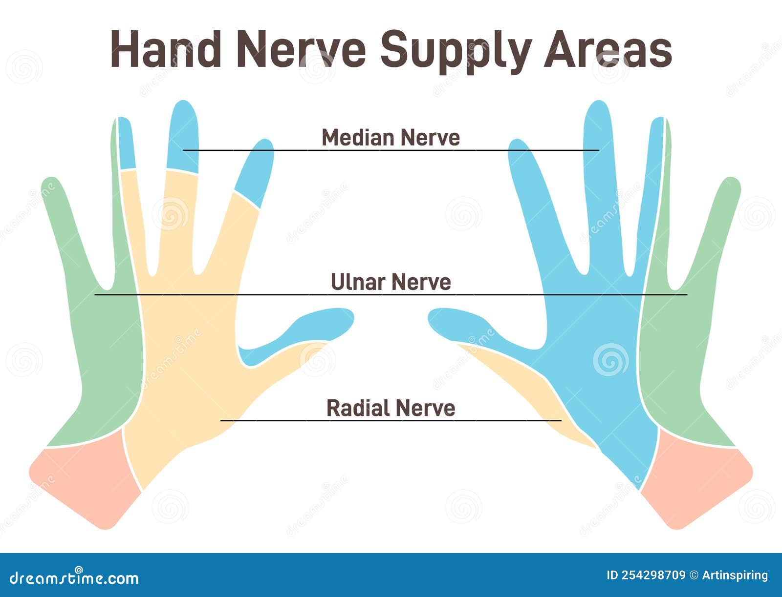 sensory nerves of the hands. neural coverage of human hand carring