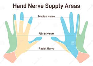 The Palmar Metacarpal Ligaments Royalty Free Illustration 