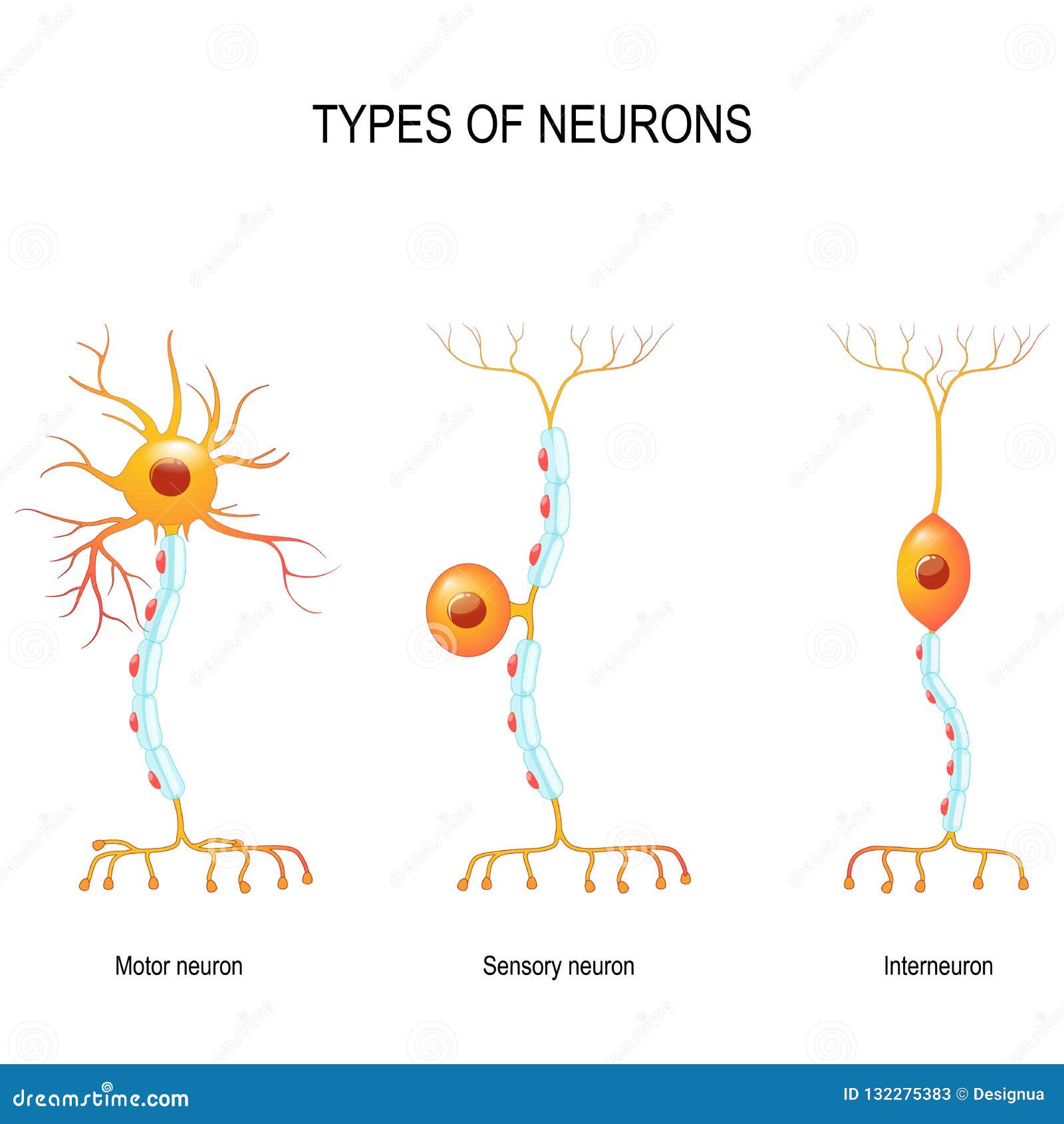 sensory neuron, motor neuron, and interneuron