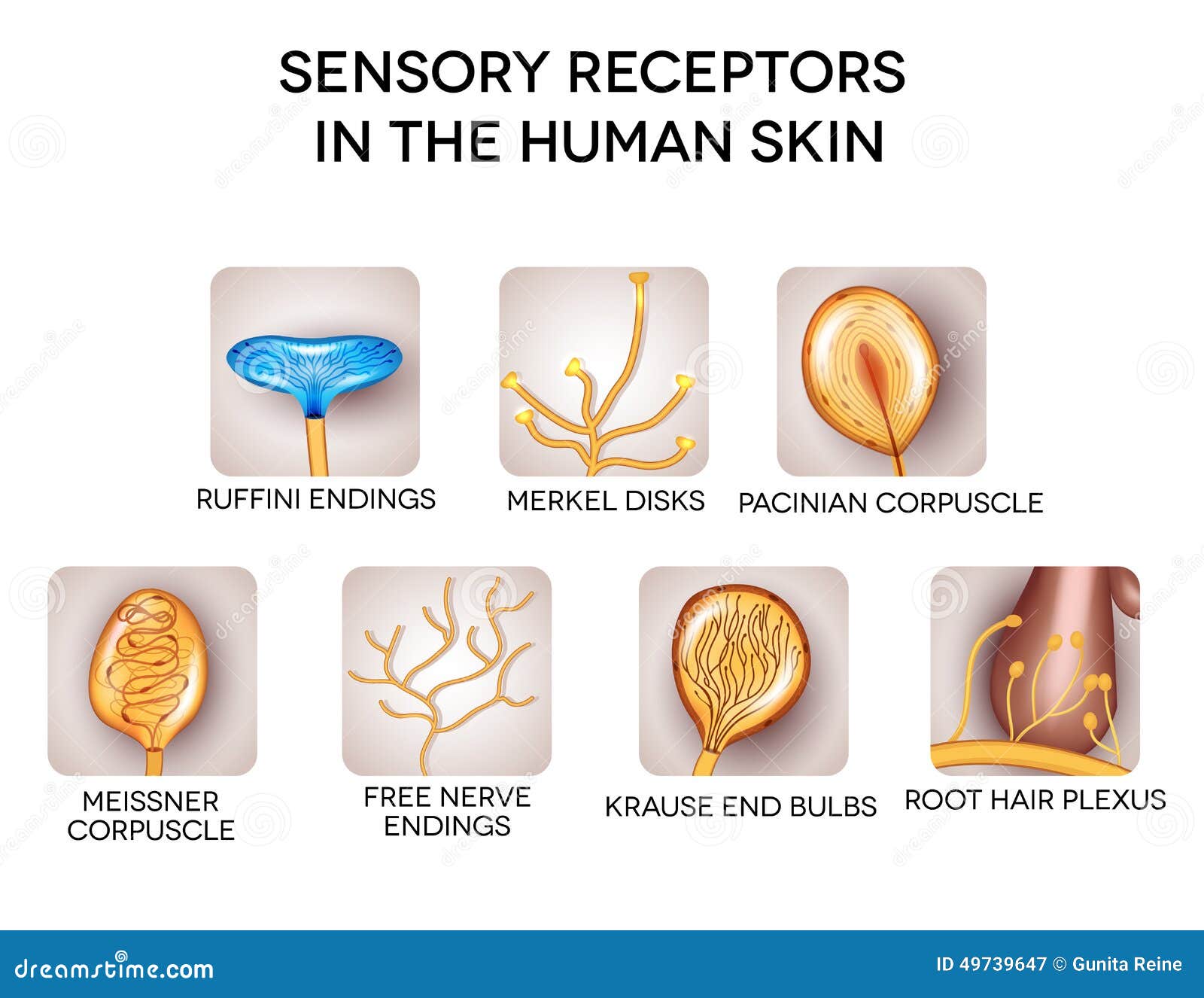 sensory receptors in the human skin