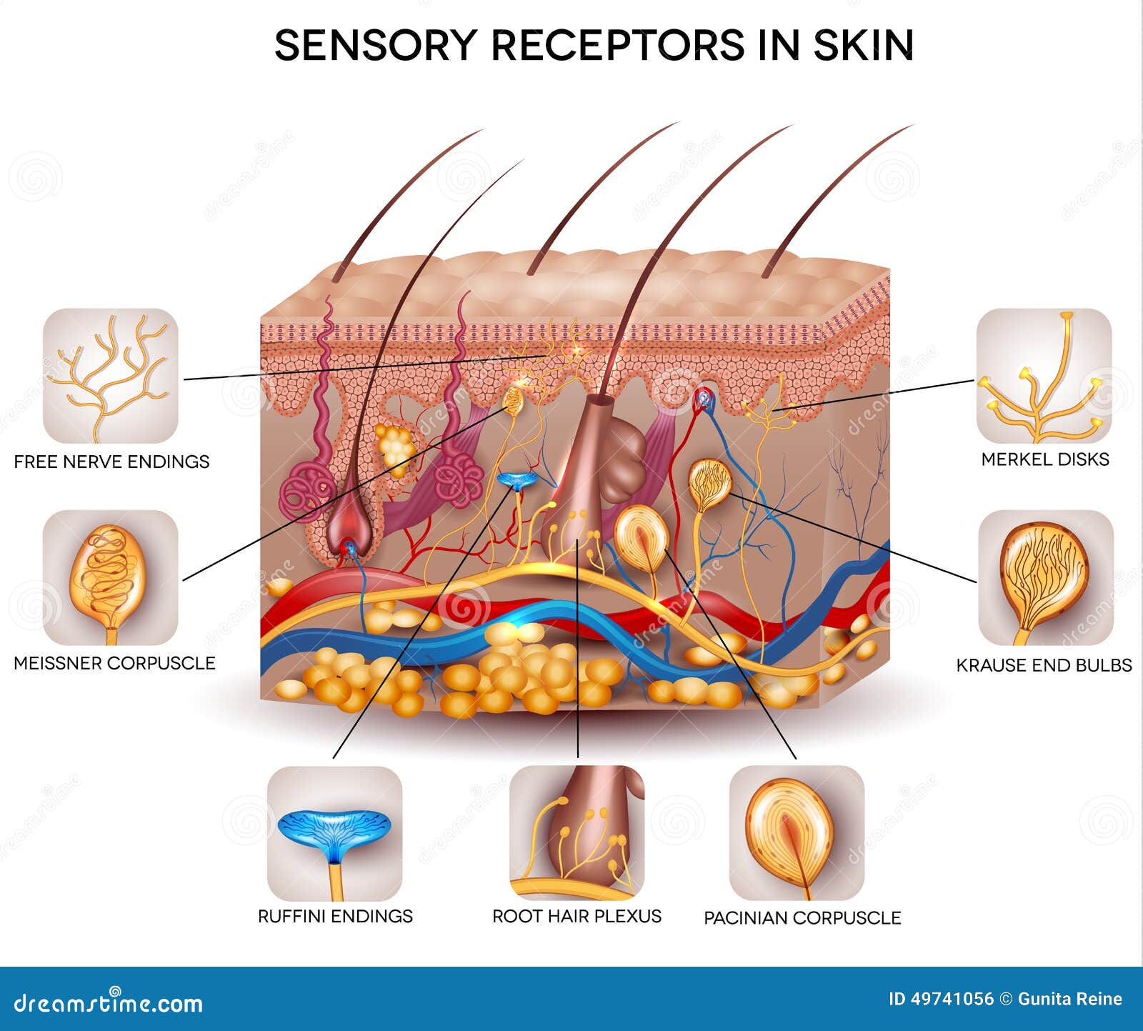 Sensory Receptors In The Skin Vector Illustration | CartoonDealer.com