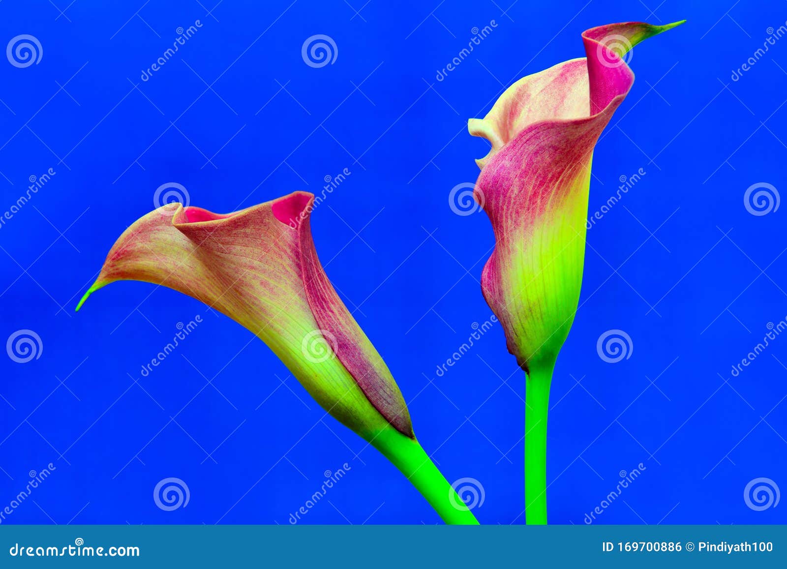 Beautiful Blooming Romantic Pair of Dual Color Calla Lilies Stock Photo ...