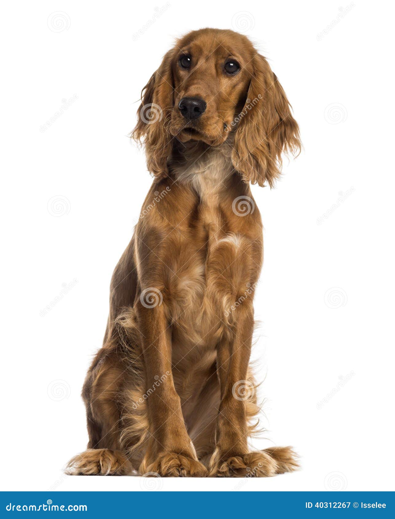 Sentada De Cocker Spaniel Del Ingles 7 Meses Imagen De Archivo Imagen De Coqueto Casta Sentada De Cocker Spaniel Del Ingles 7 Meses Imagen De Archivo Imagen De Coqueto Casta