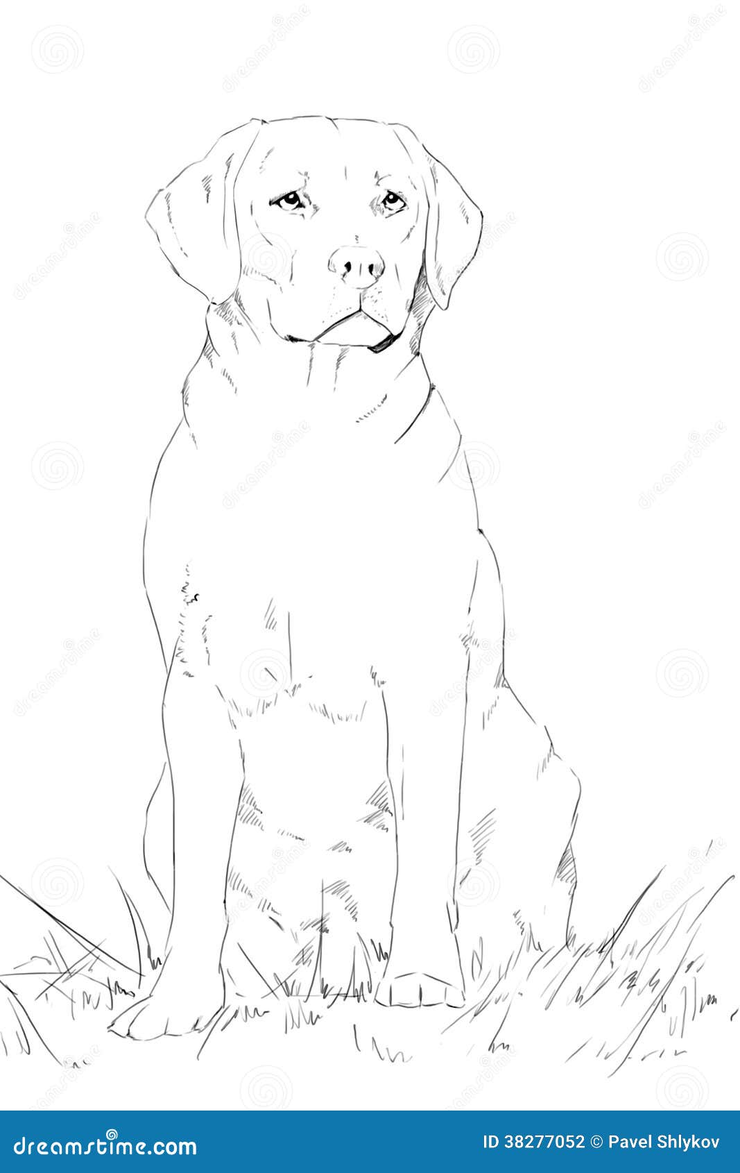 Sentada Joven Del Perro De Labrador, Dibujo De Lápiz Stock