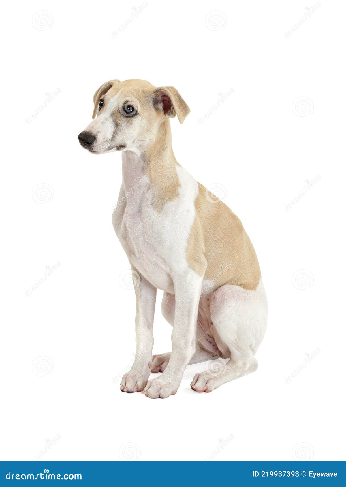 Sentado Whippet Cachorro Estudio Disparo Sobre Fondo Blanco de archivo - de perro, sentada: 219937393