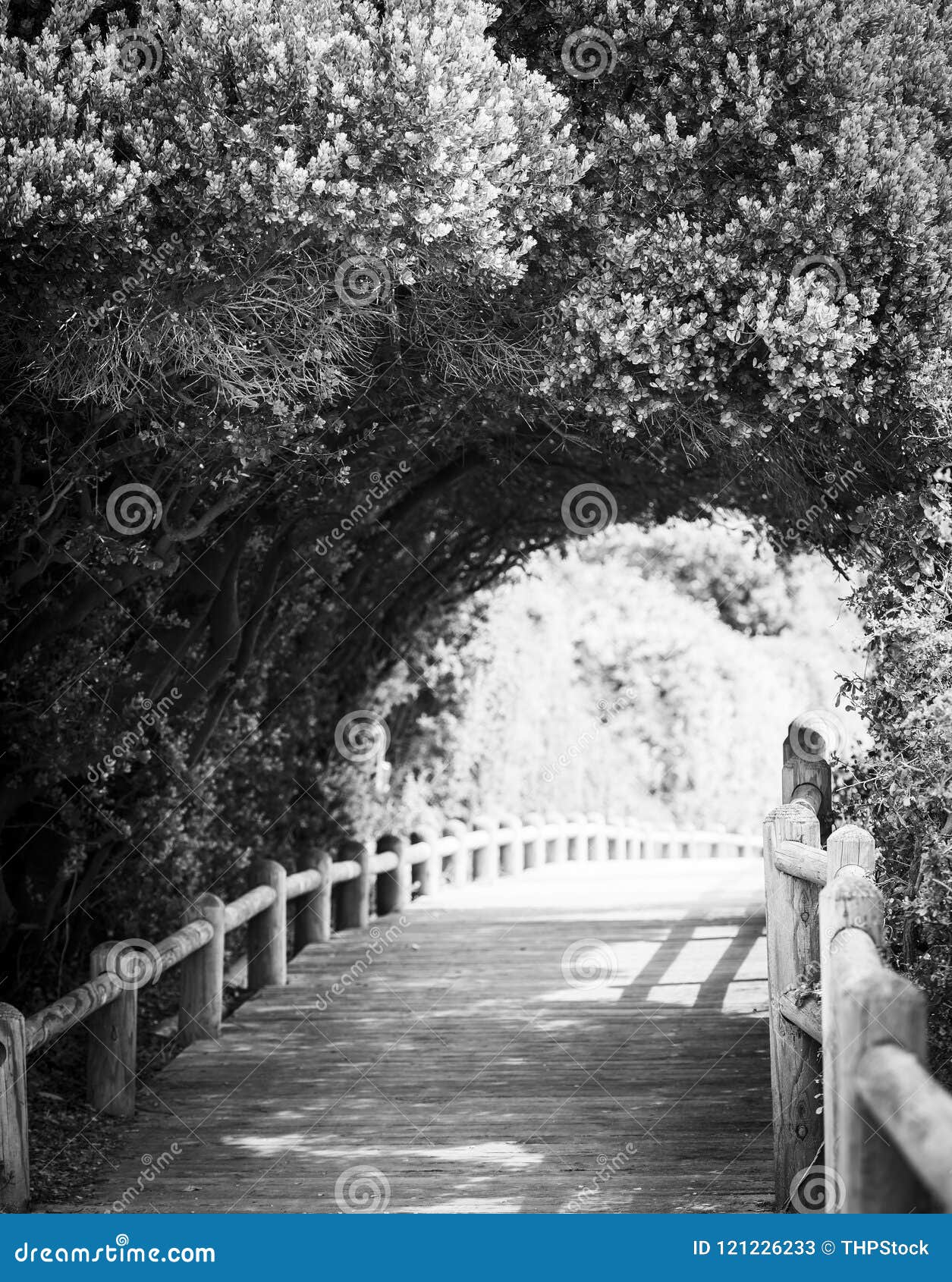 Sentiero Costiero Della Natura In Bianco E Nero Immagine Stock Immagine Di Parco Background