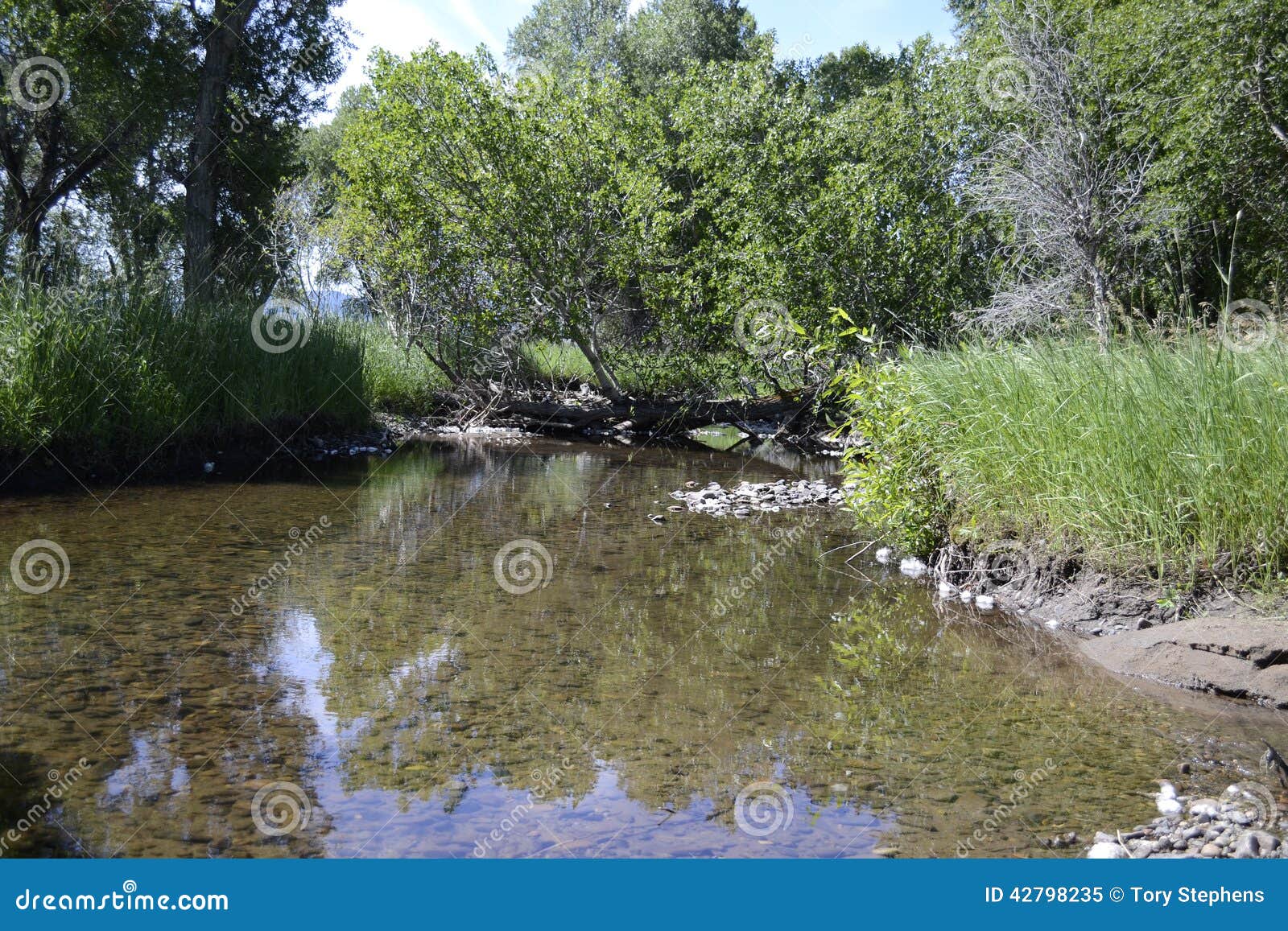 Sentinel of the water. A Cottonwood Tree that has fallen over the stream, the leaves form a living bridge and shade for those beneath