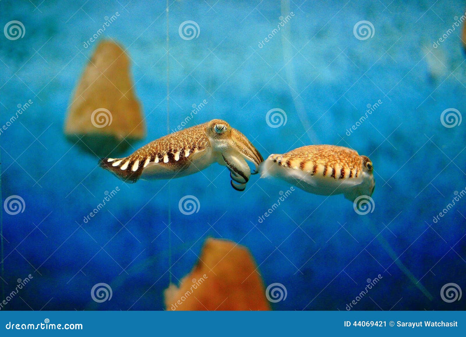 Sepia imagem de stock. Imagem de instituto, nazarene 44069421