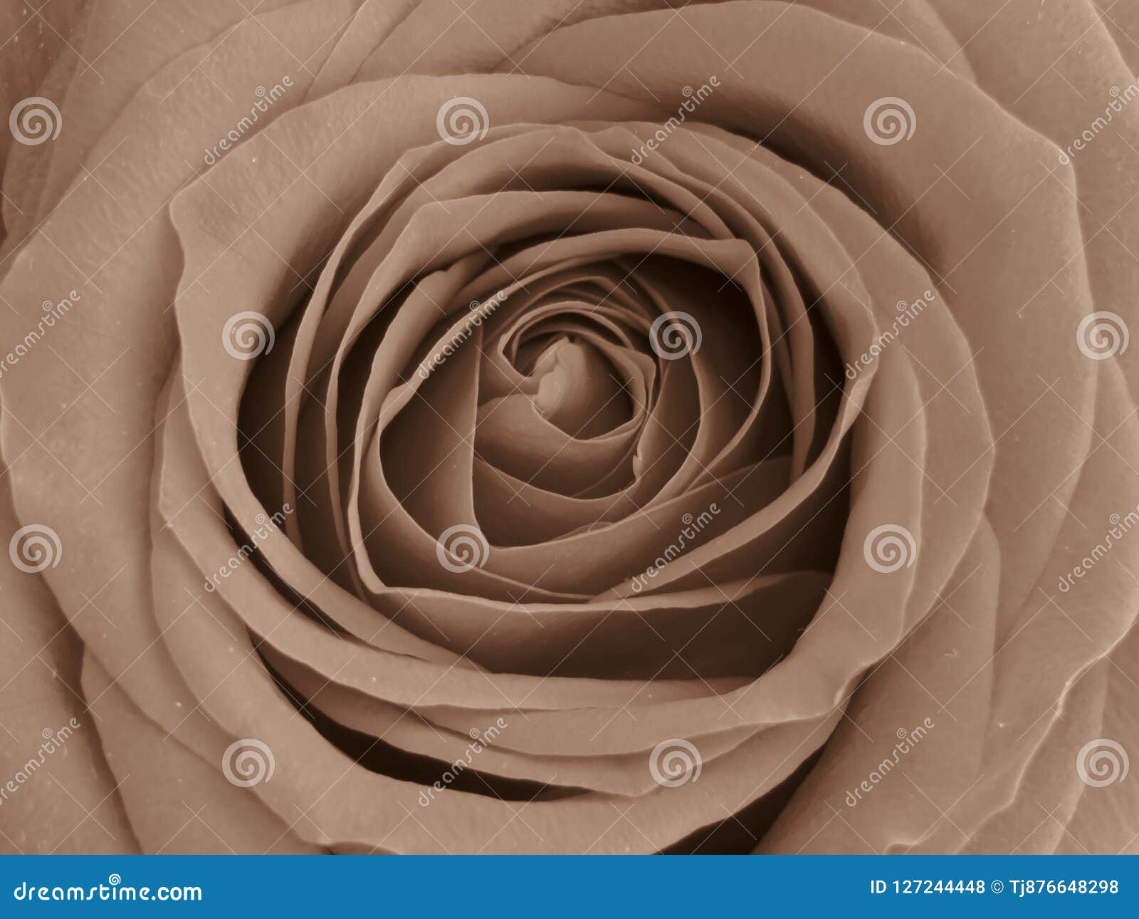 sepia colour tones of a red rose. delicate hint of vintage charm.
