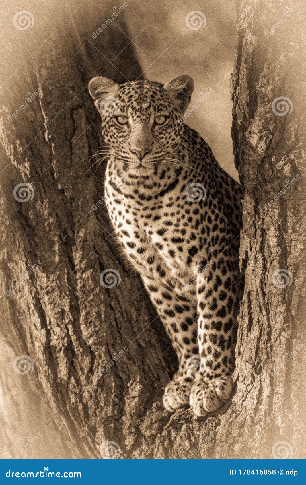 Sepia Leopard Eyeing Camera from Tree Fork Stock Photo - Image of ...