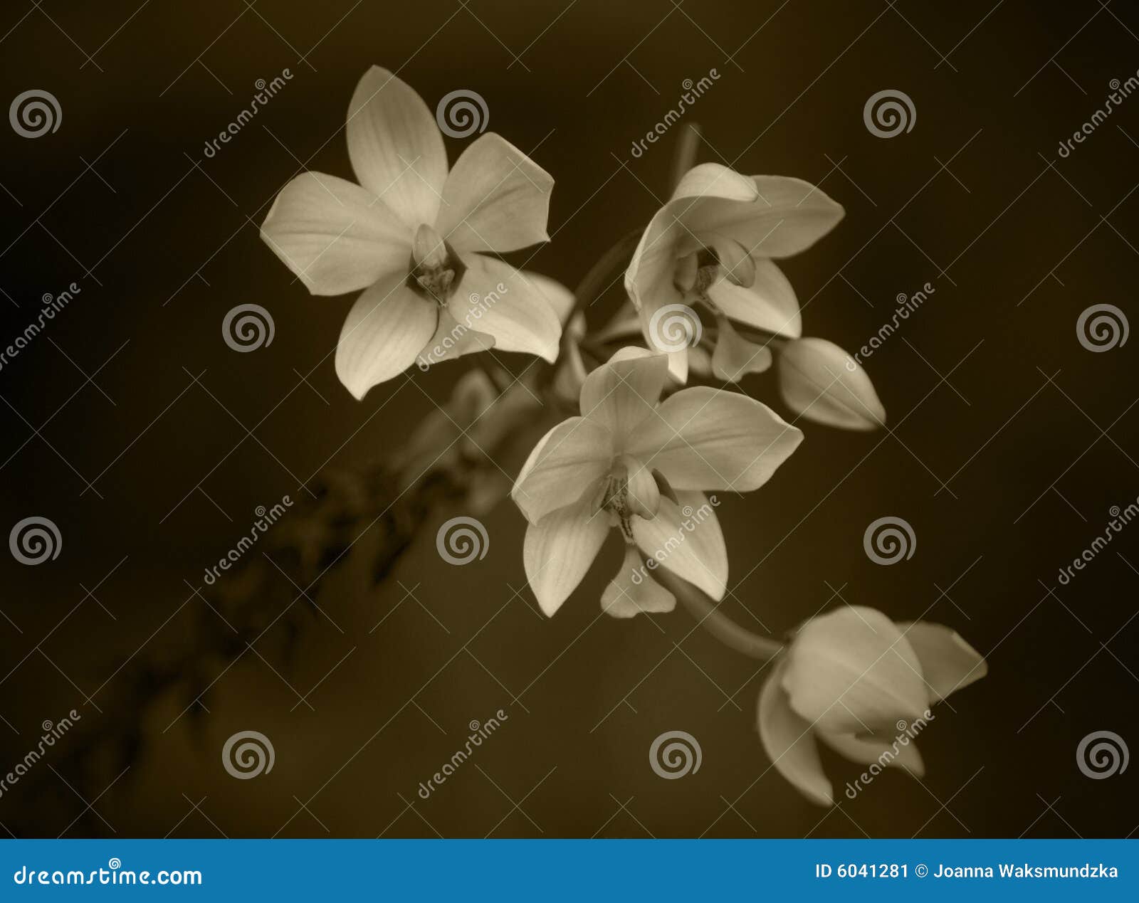 sepia orchids