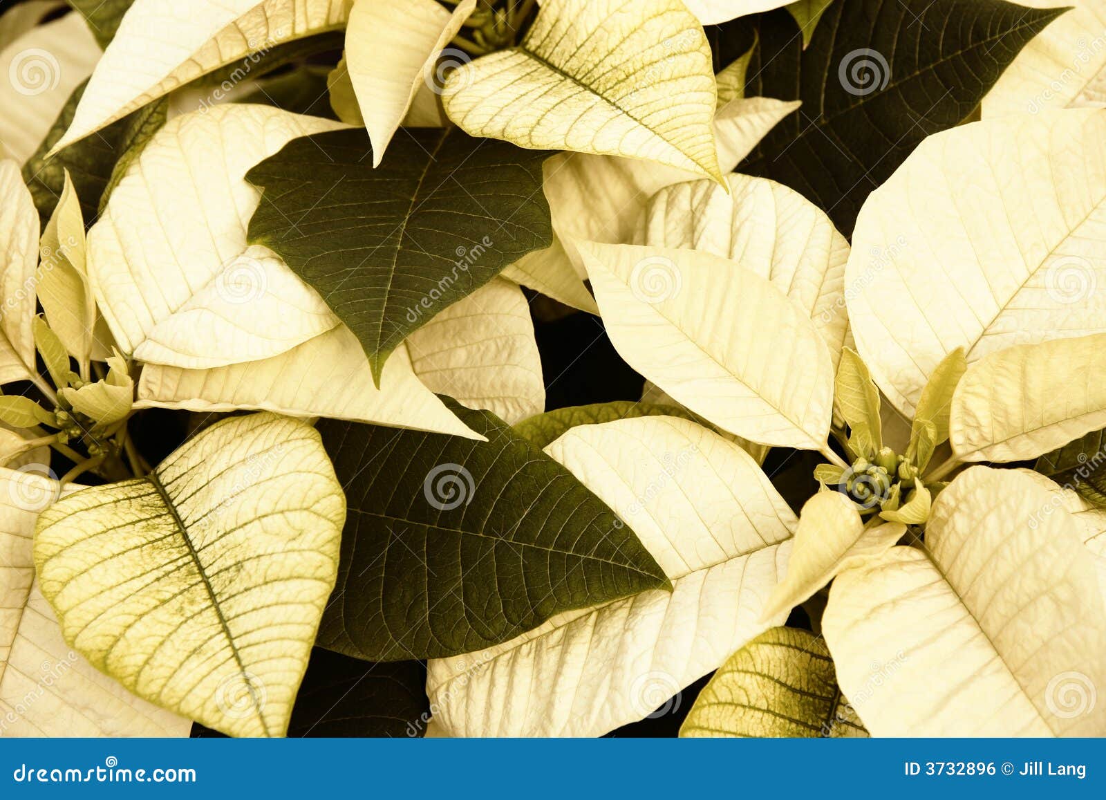 sepia poinsettias