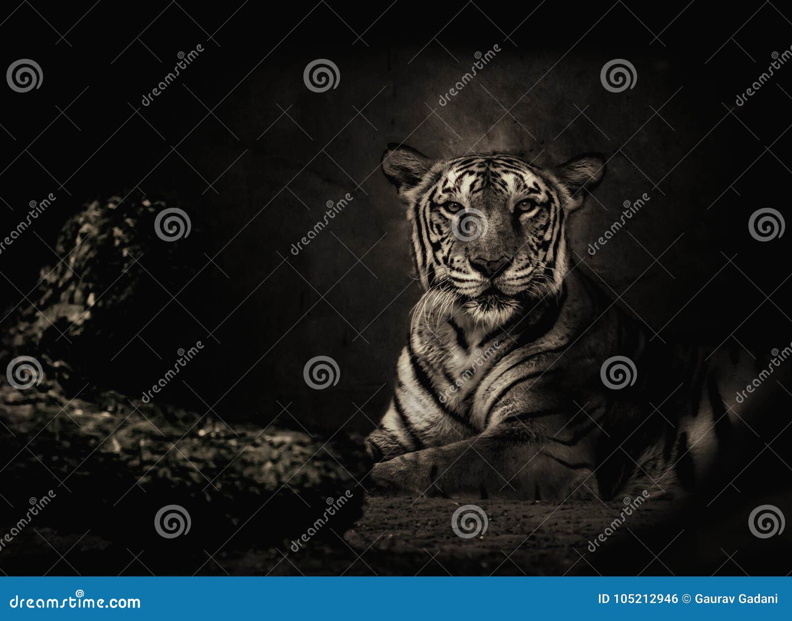 sepia toned bengal tiger looking at the camera
