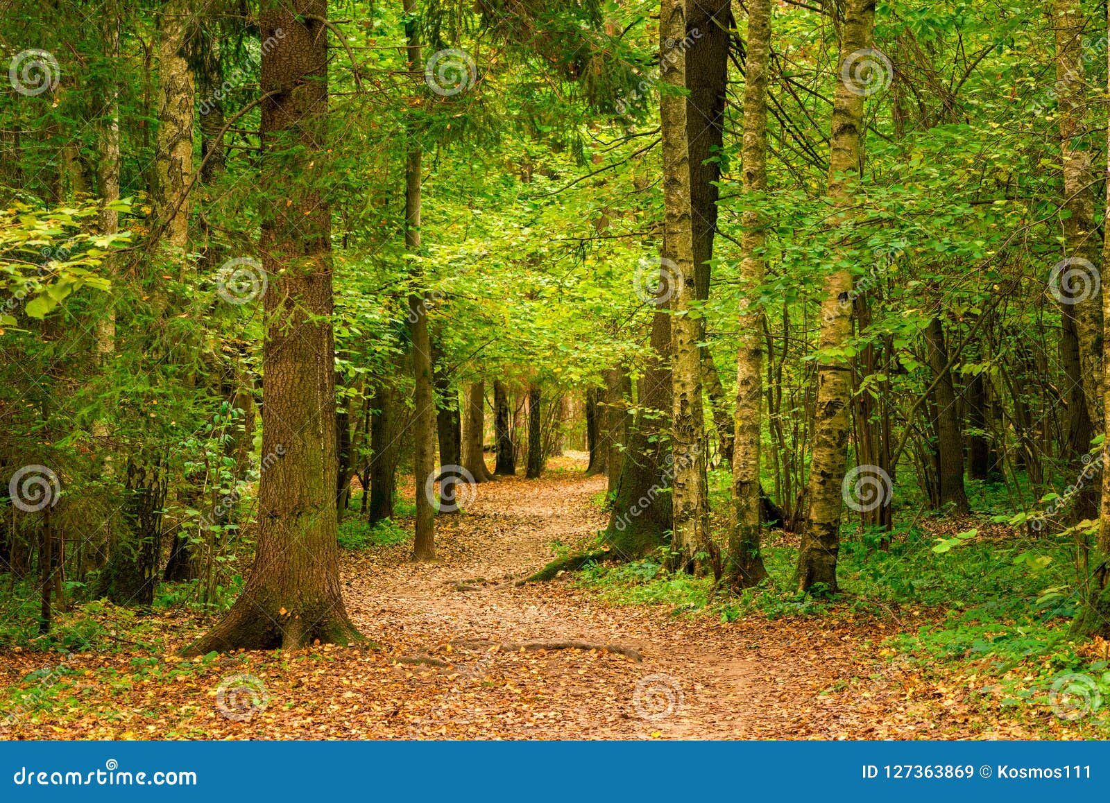 september, autumn landscape in the forest, trees