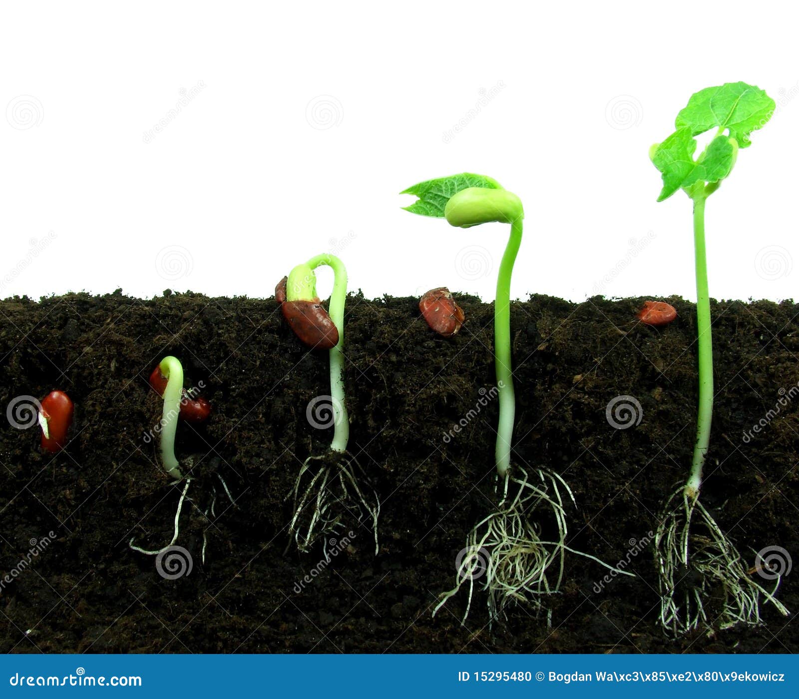 Germination D'une Graine De Haricot