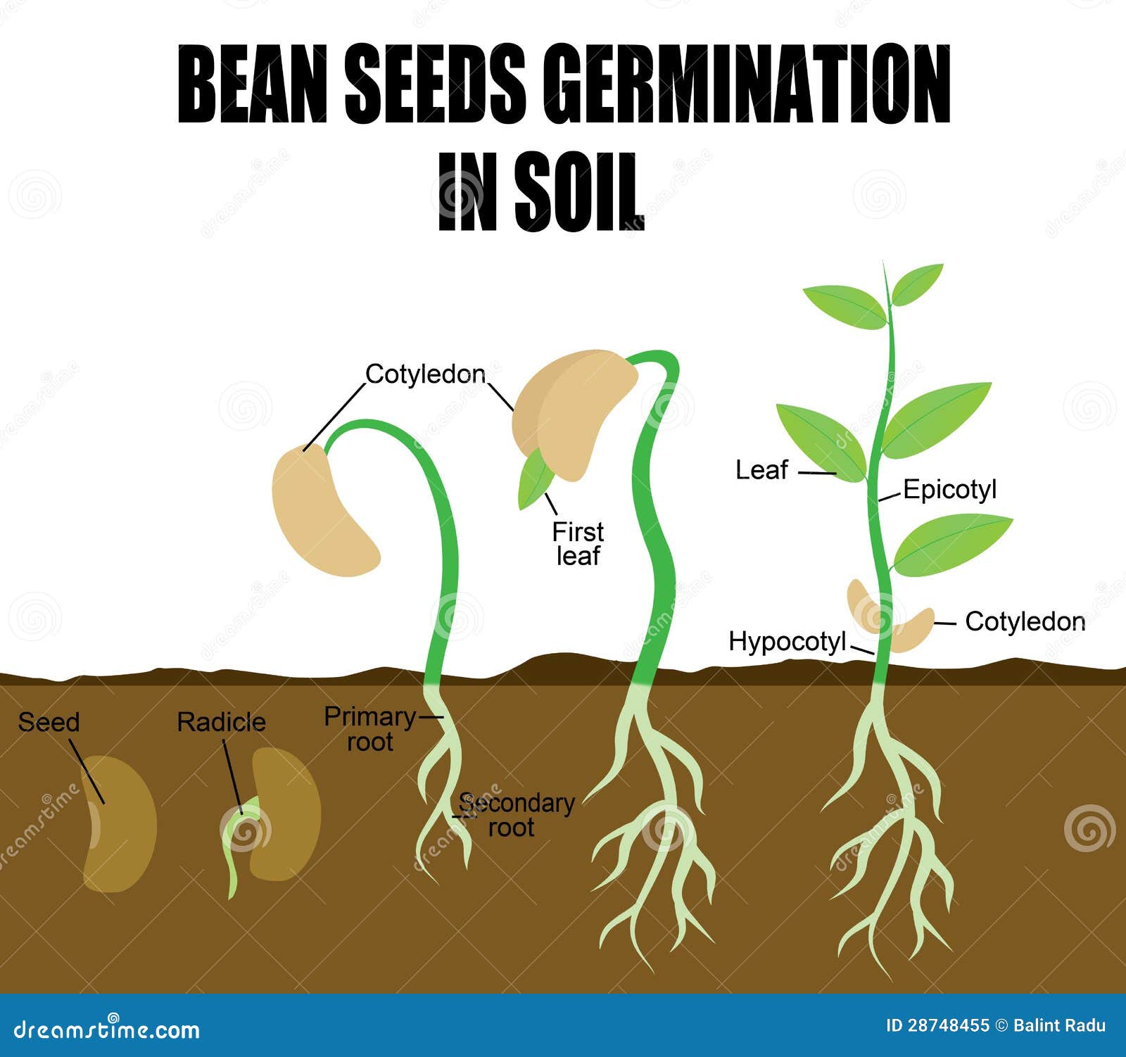 sequence of bean seeds germination