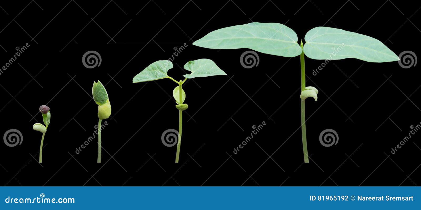 Sequence of Bean stock photo. Image of green, evolution 81965192