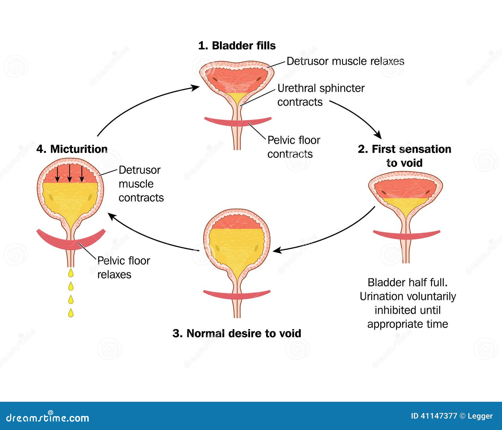 sequence of events in voiding the bladder