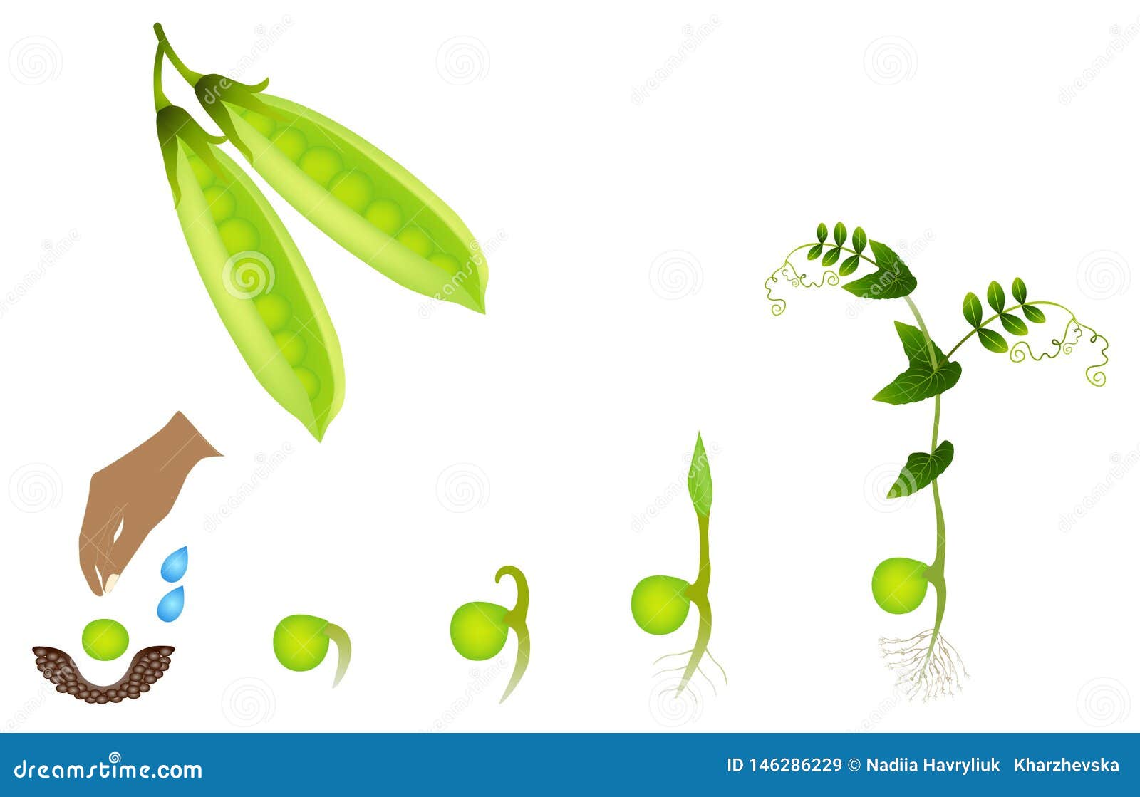Sequence Of A Pea Plant Growing Isolated On White Stock Vector sequence-of-a-pea-plant-growing-isolated-on-white-stock-vector
