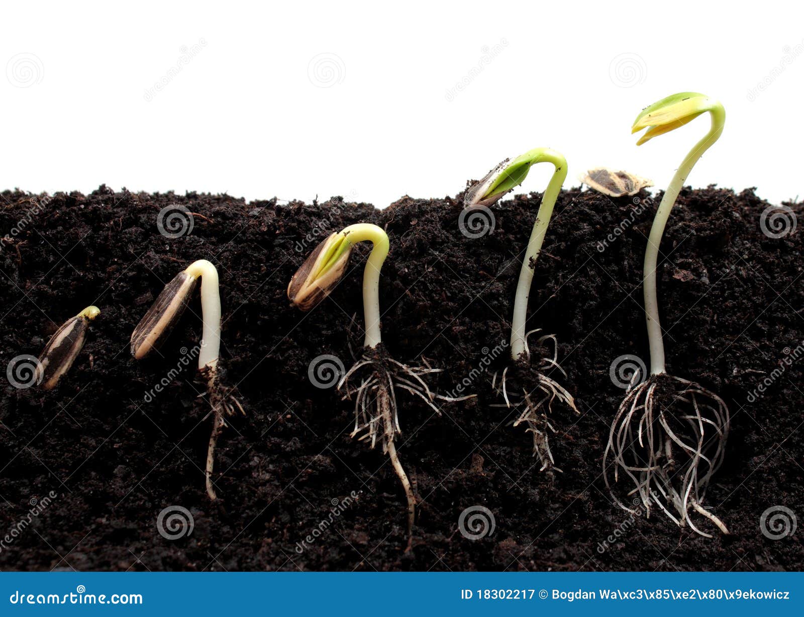 sequence of sprouting sunflower beans