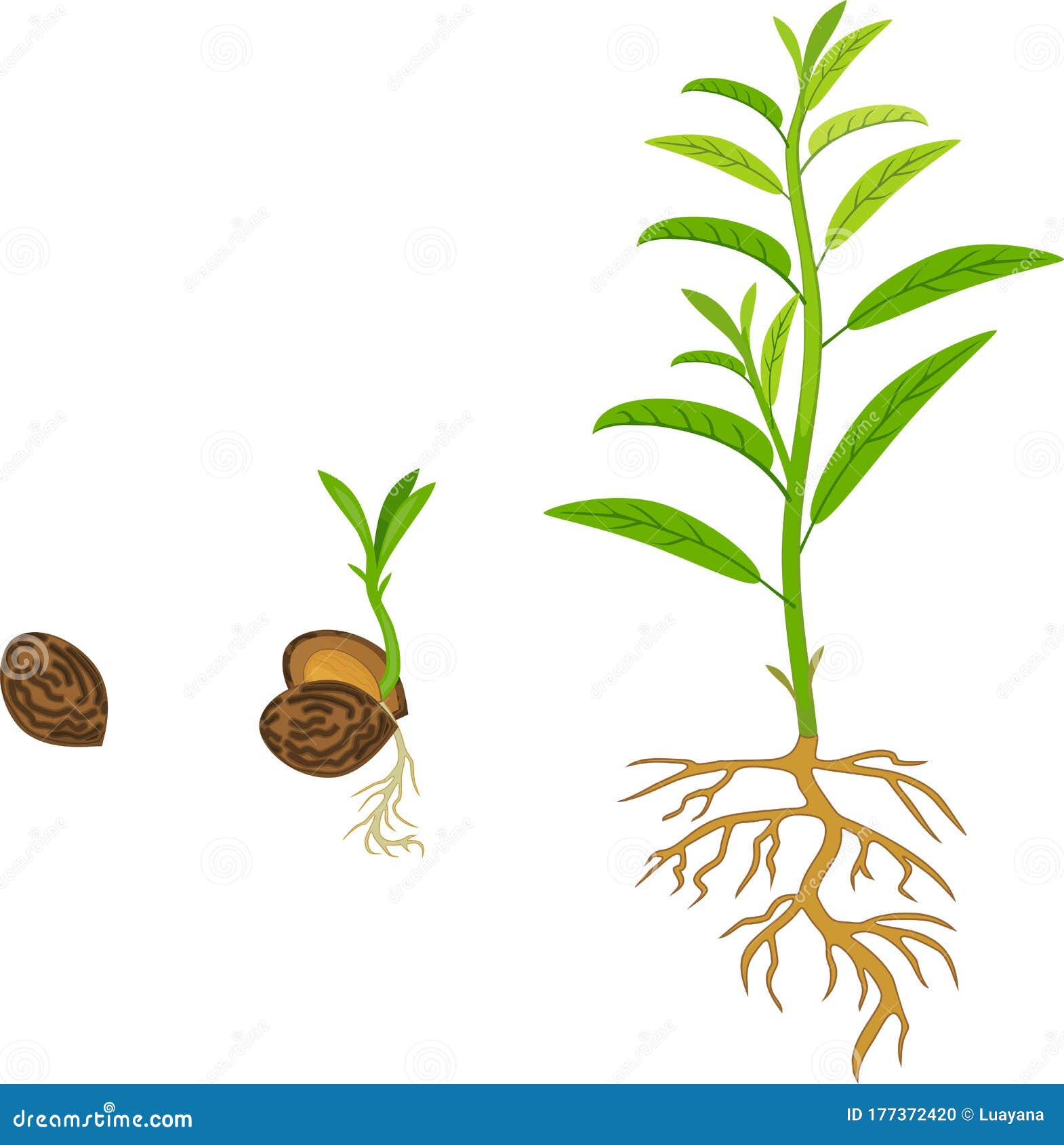 Germination Cartoons, Illustrations & Vector Stock Images - 3322