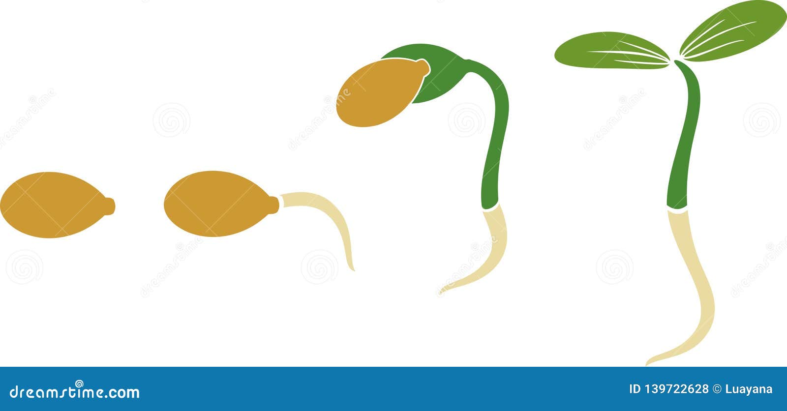 Sequential Stages of Pumpkin Seed Germination Stock Vector