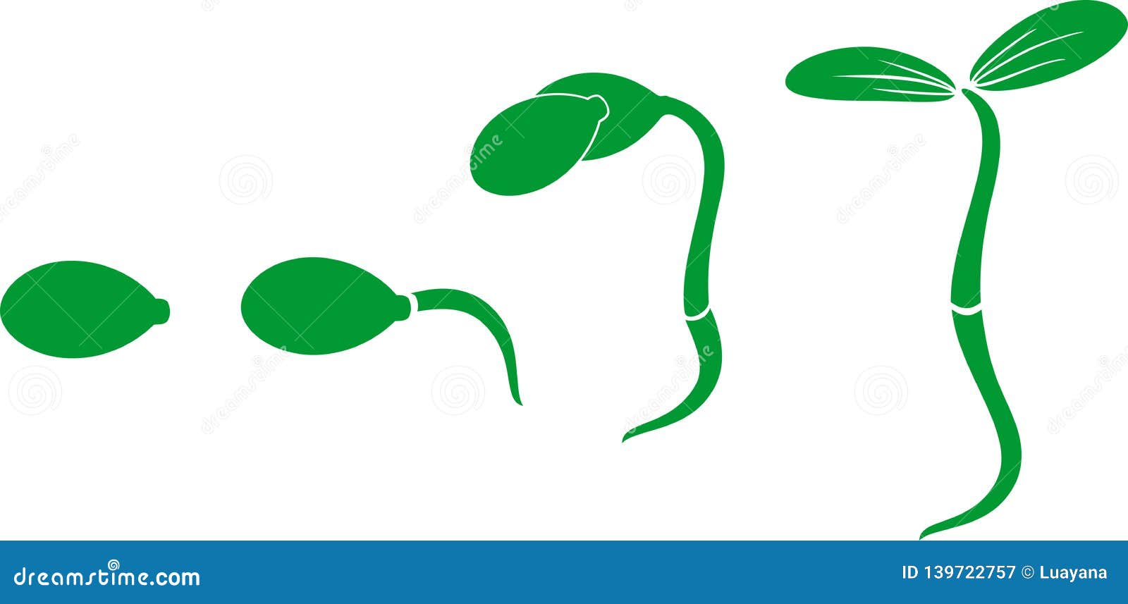 Sequential Stages of Pumpkin Seed Germination Stock Vector