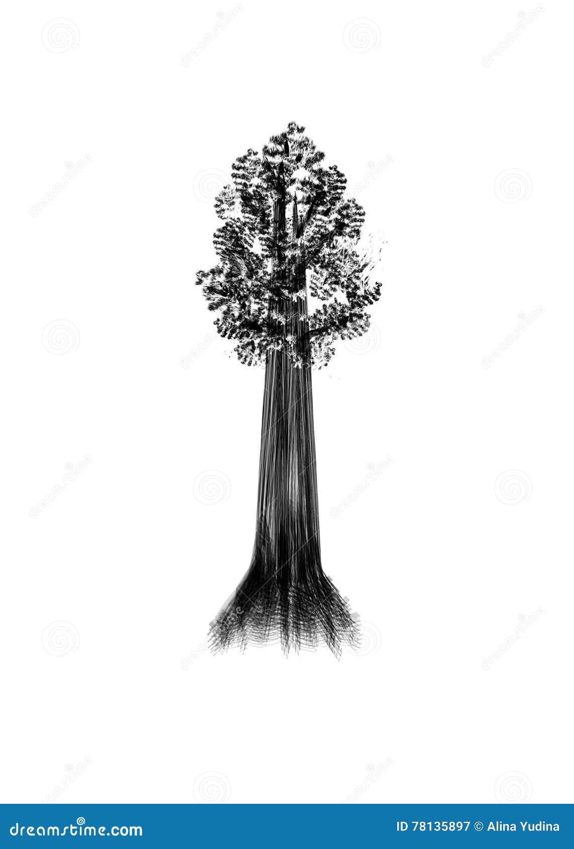 Sketch Tree Illustration Stock Illustration - Download Image Now - Sequoia  Tree, Giant Sequoia, Sketch - iStock