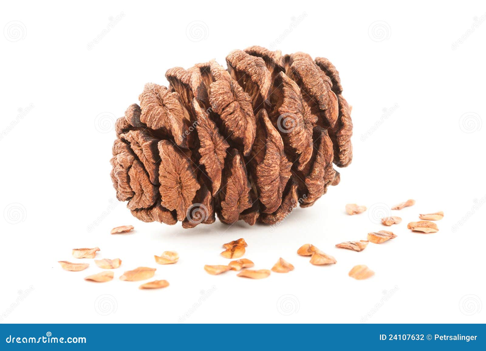 sequoia cone