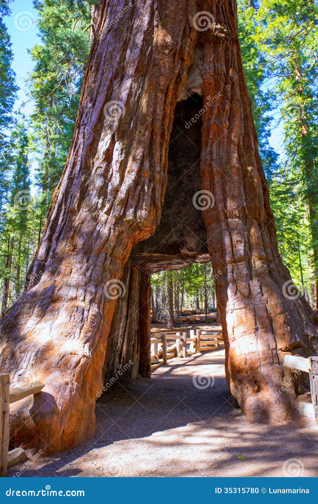 sequoia gate in mariposa grove at yosemite california