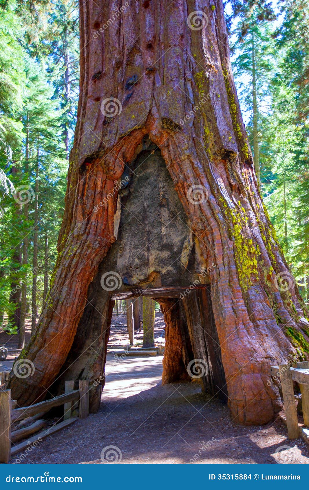 sequoia gate in mariposa grove at yosemite california