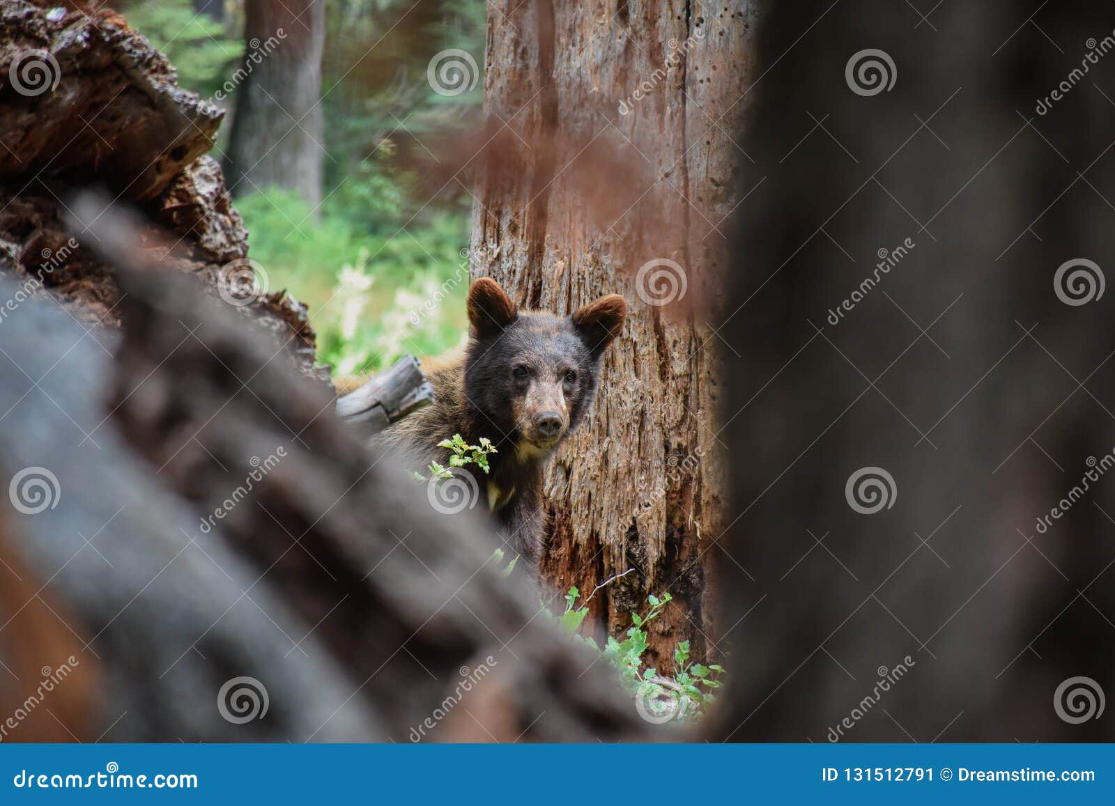 Sequoia national park stock image. Image of european 131512791