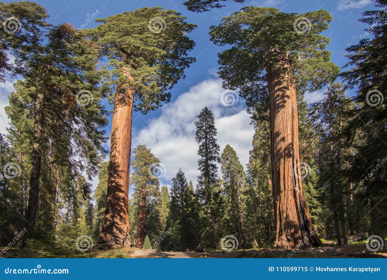 sequoia national park giant sequoias