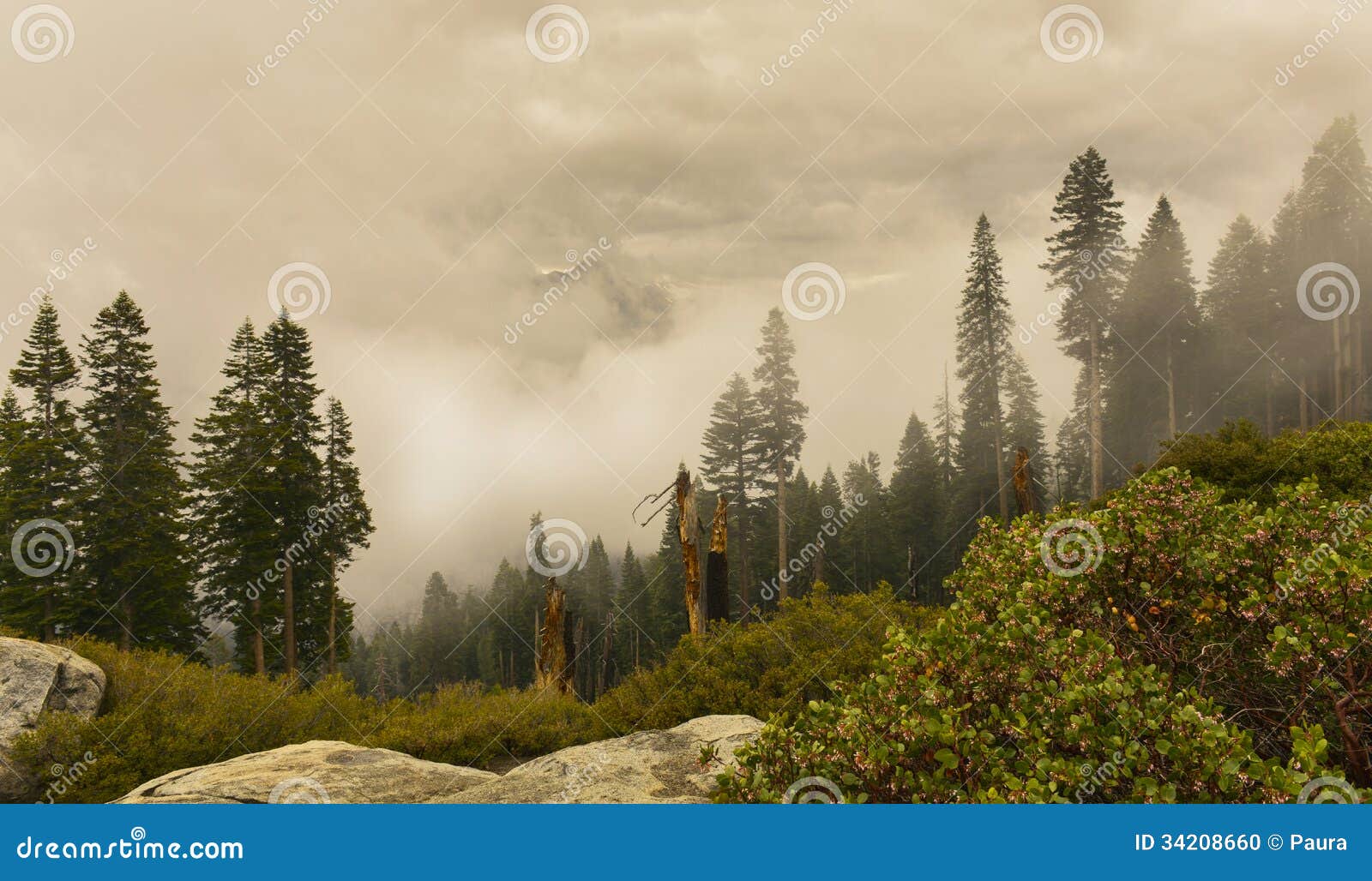 sequoia national park