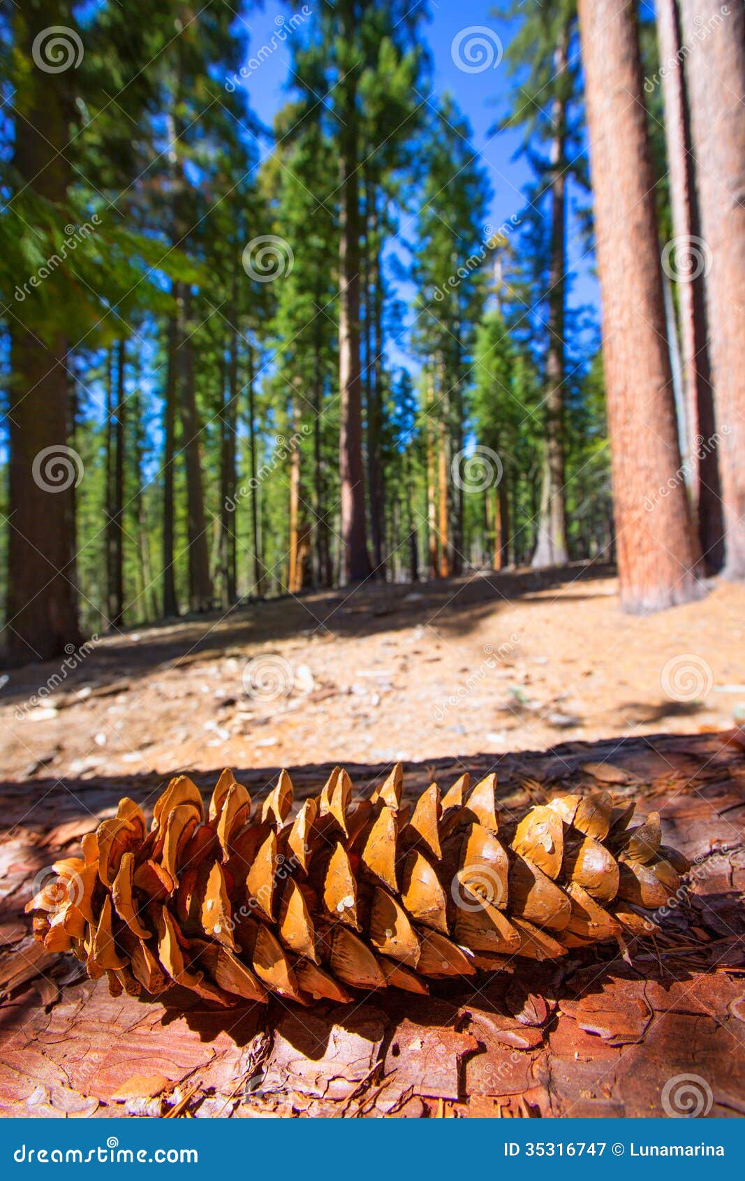 sequoia pine cone macro in yosemite mariposa grove