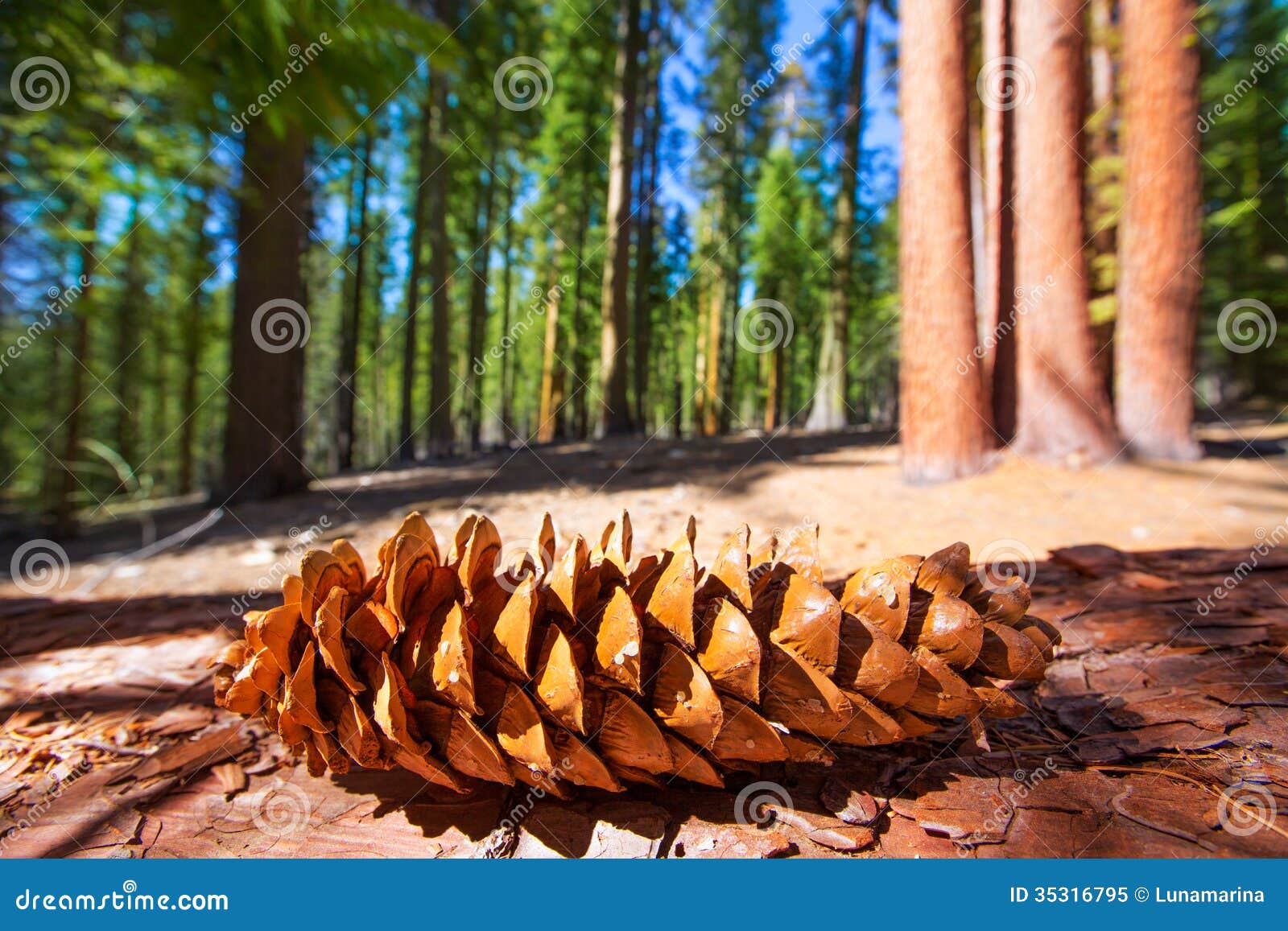 sequoia pine cone macro in yosemite mariposa grove