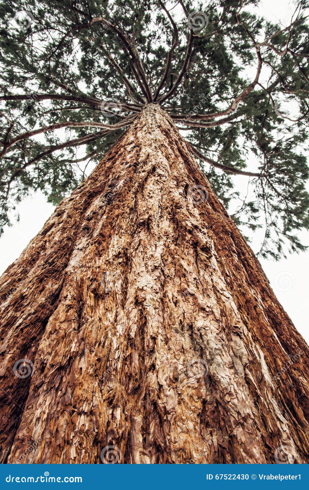 sequoia redwoods tree - sequoiadendron giganteum