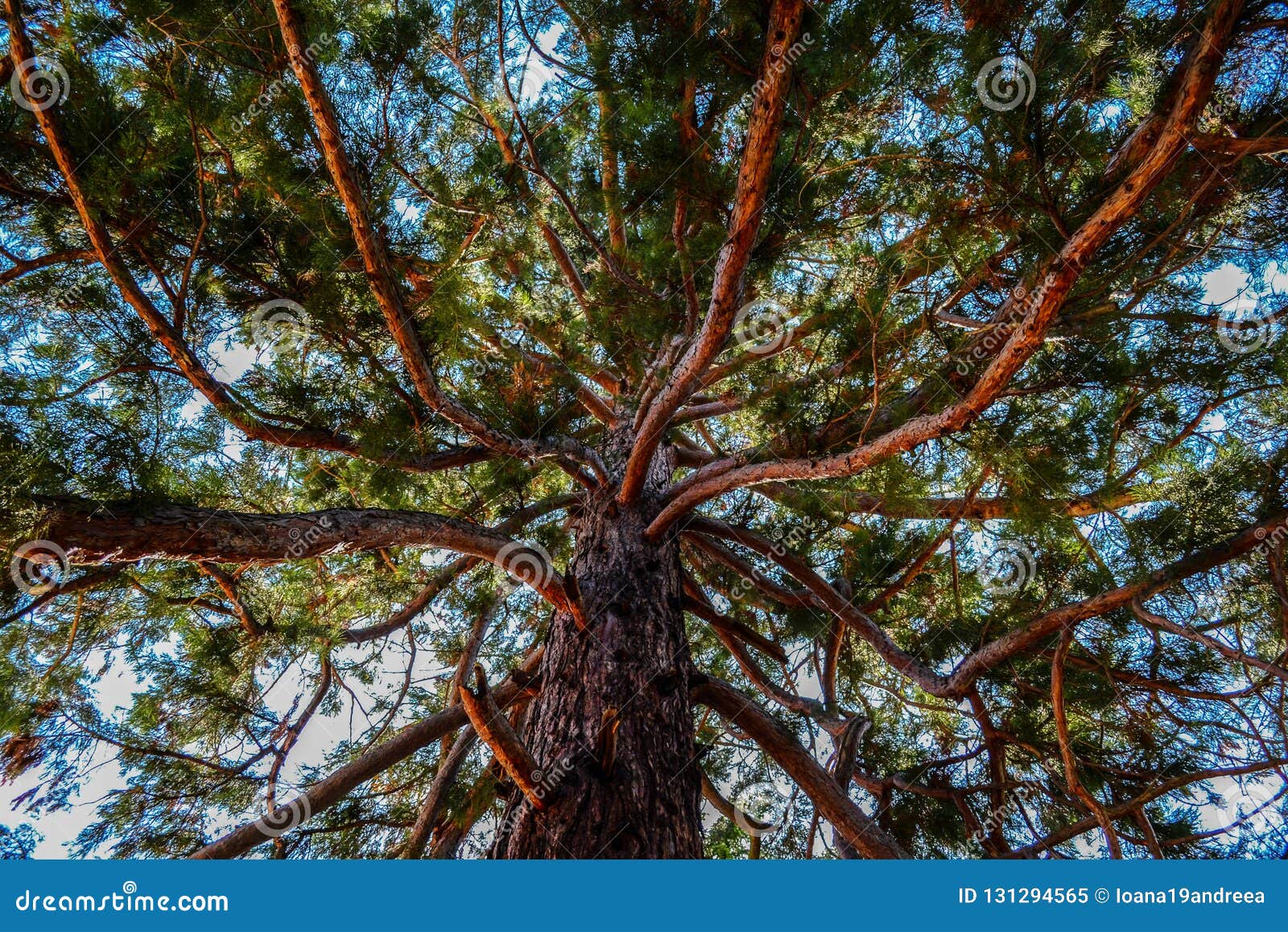 Giant Sequoia Tree in Romania Stock Image Image of redwood, landscape