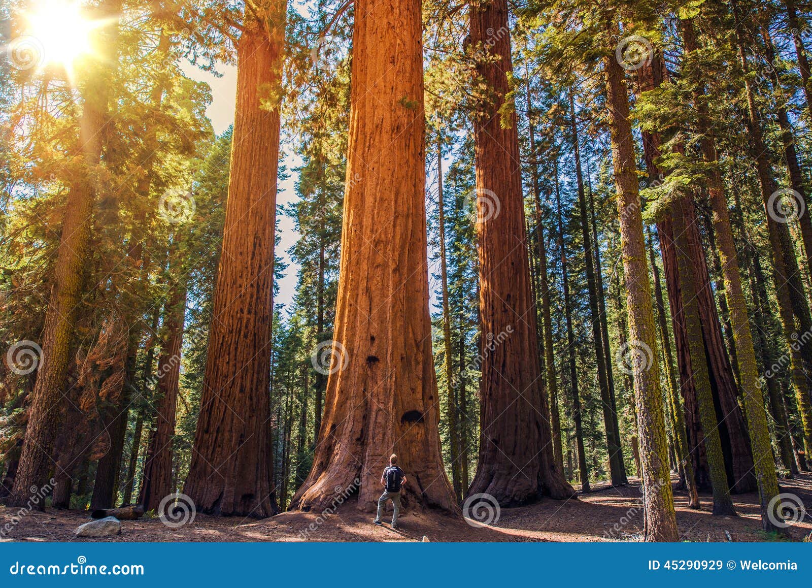 sequoia vs man