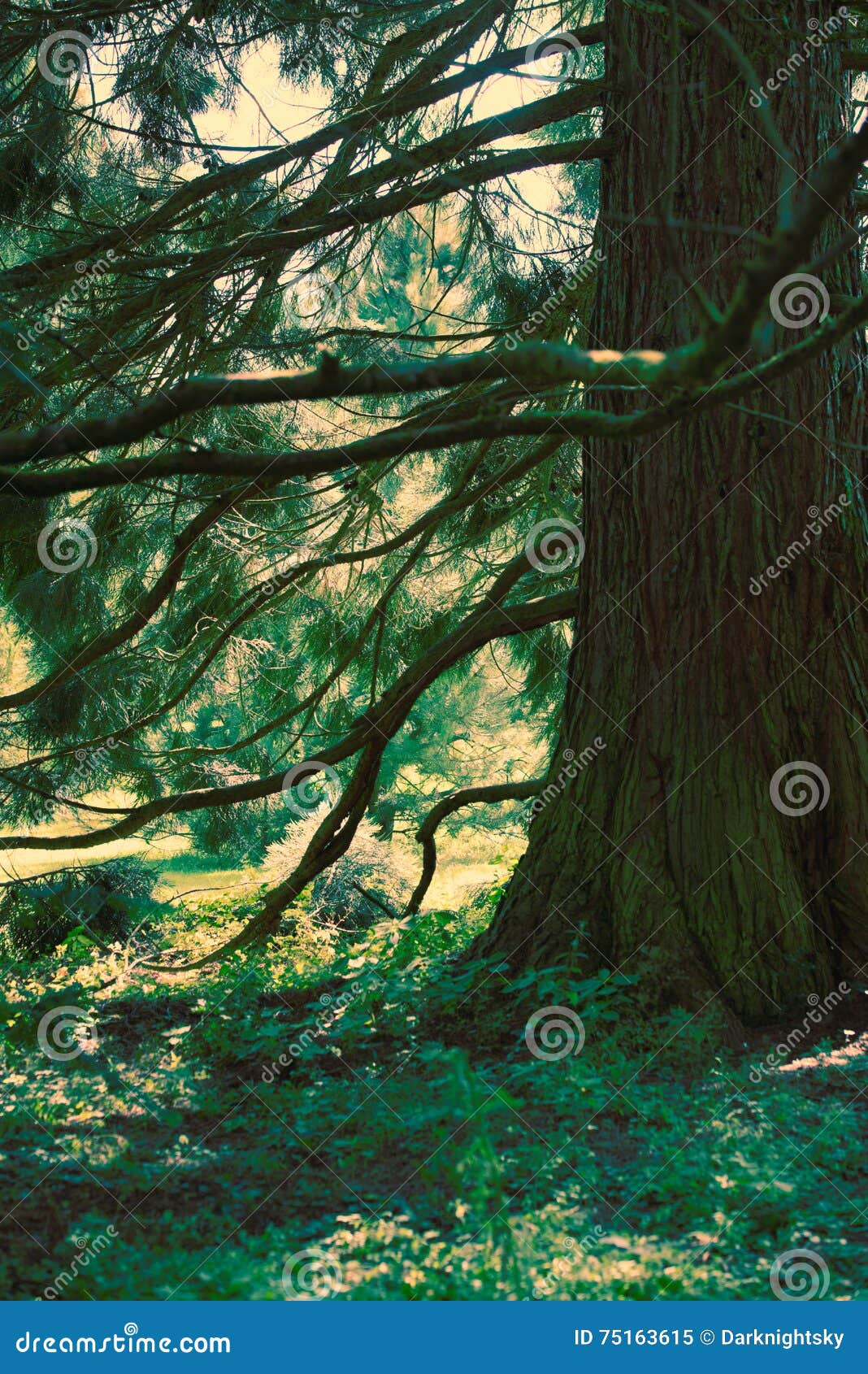sequoiadendron giganteum