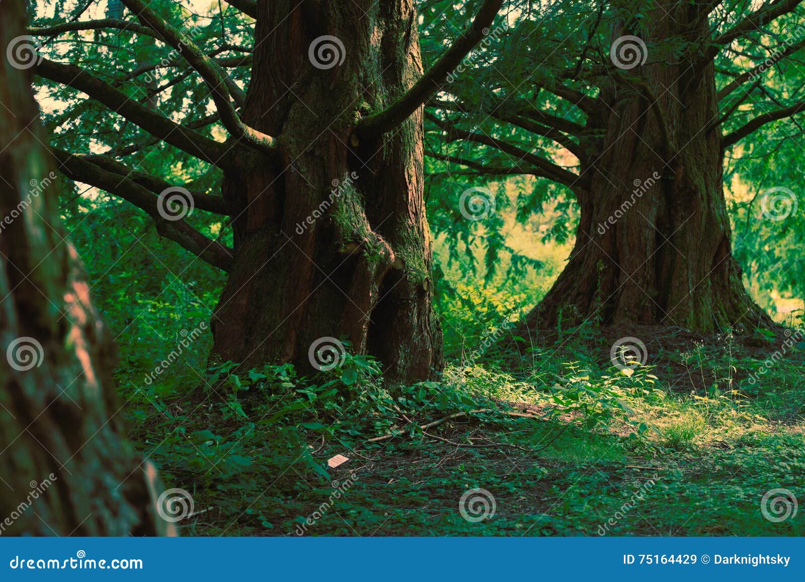 sequoiadendron giganteum