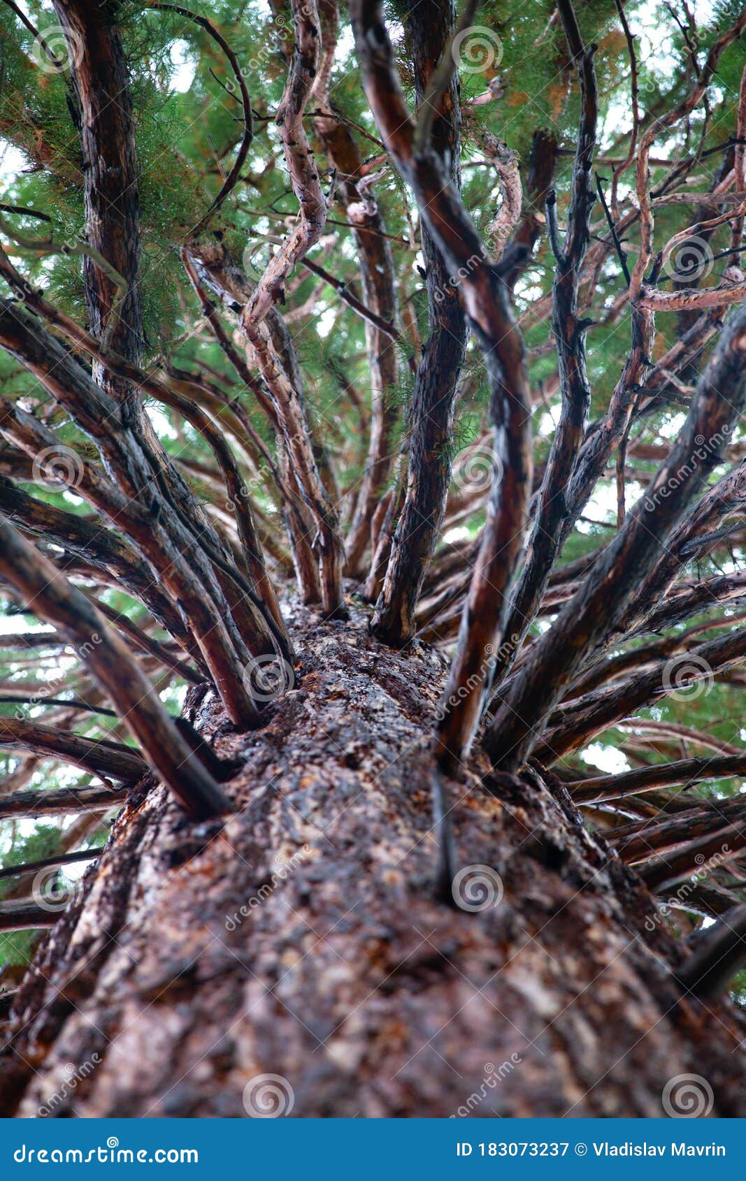 sequoiadendron giganteum in bulgaria