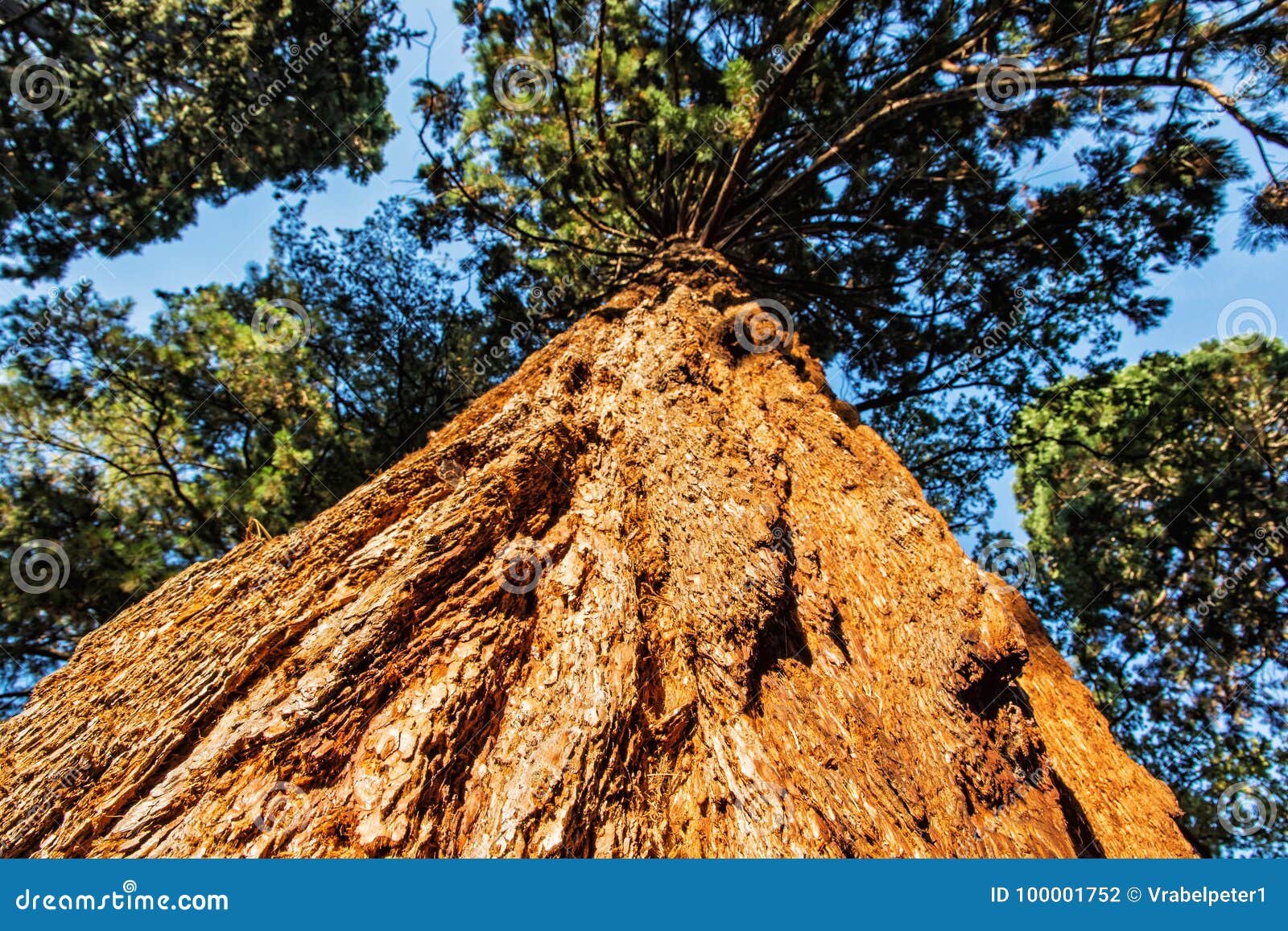 sequoia redwoods tree - sequoiadendron giganteum, sunset scene