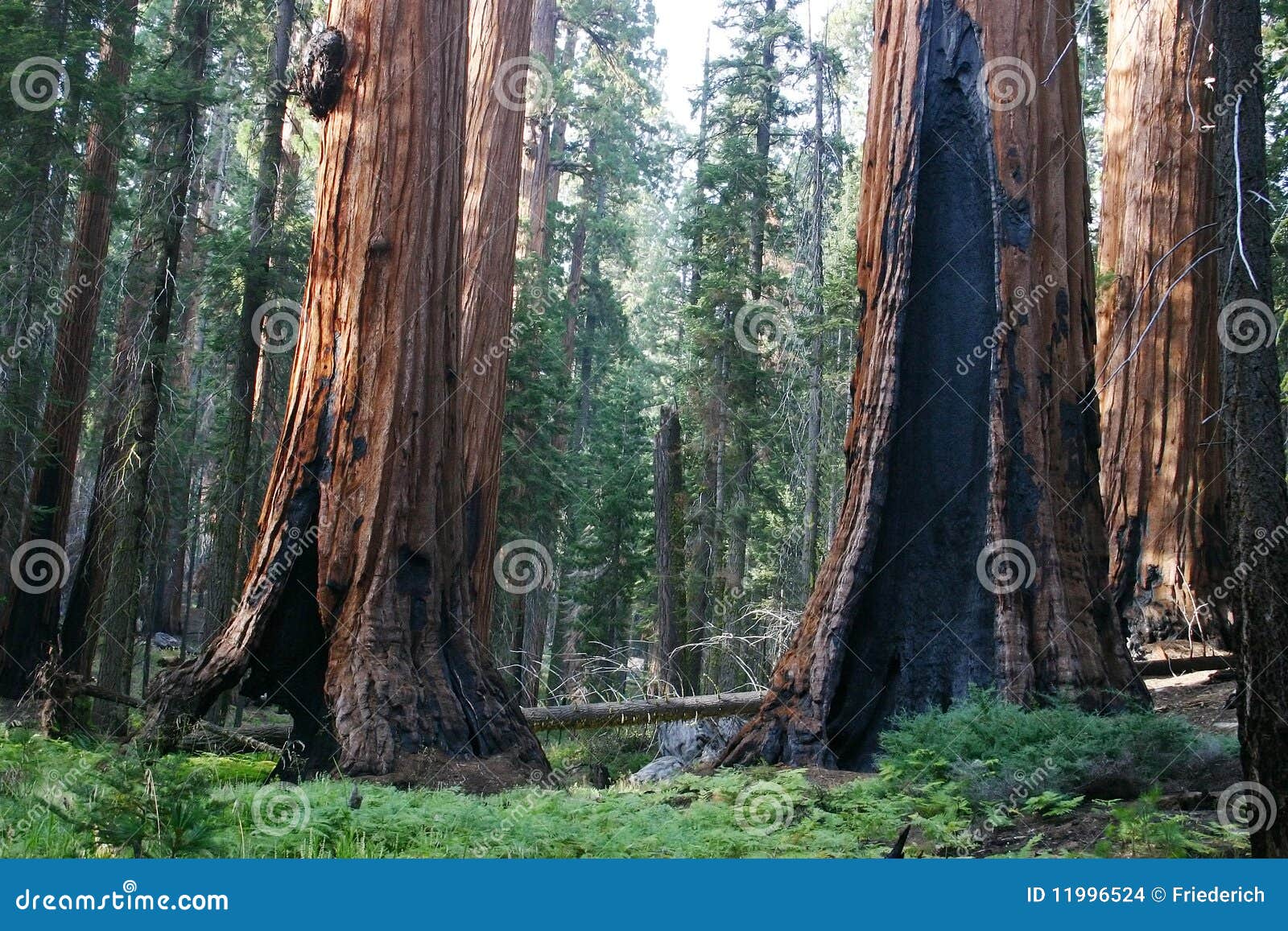 sequoias