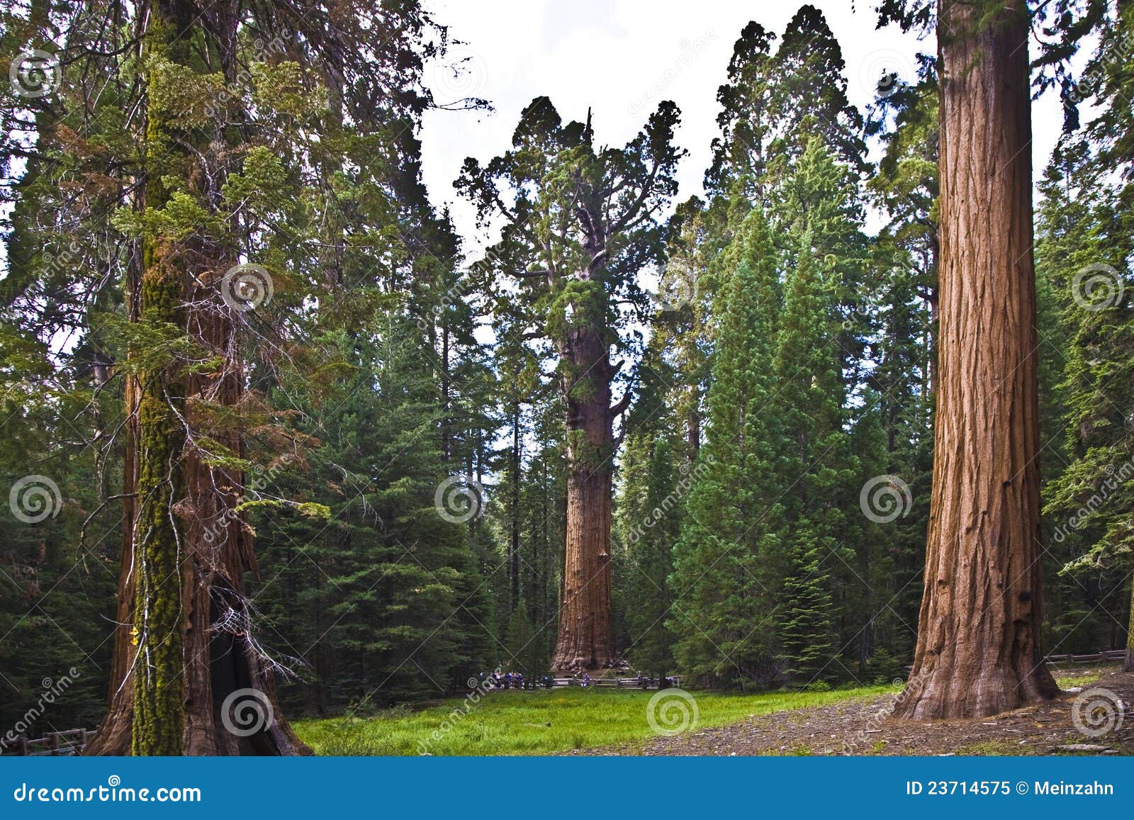 sequoias in beautiful sequoia national park