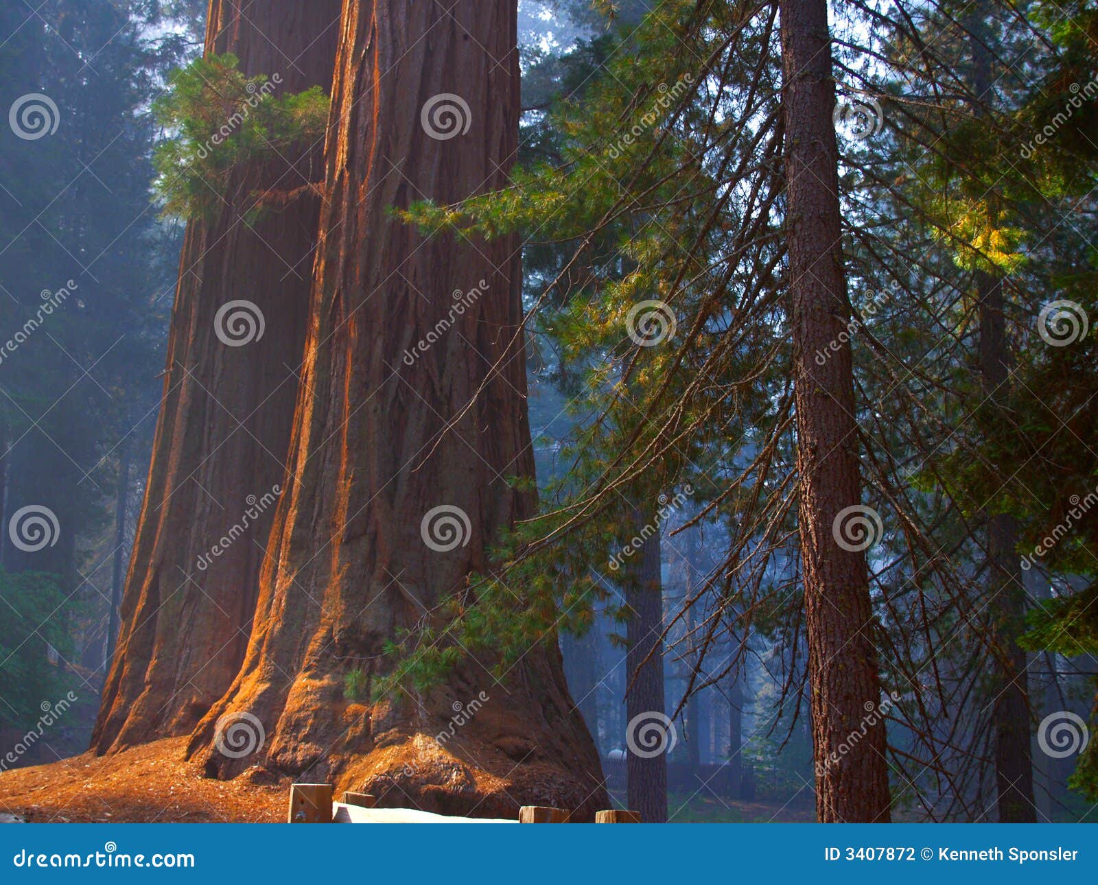 sequoias on blue