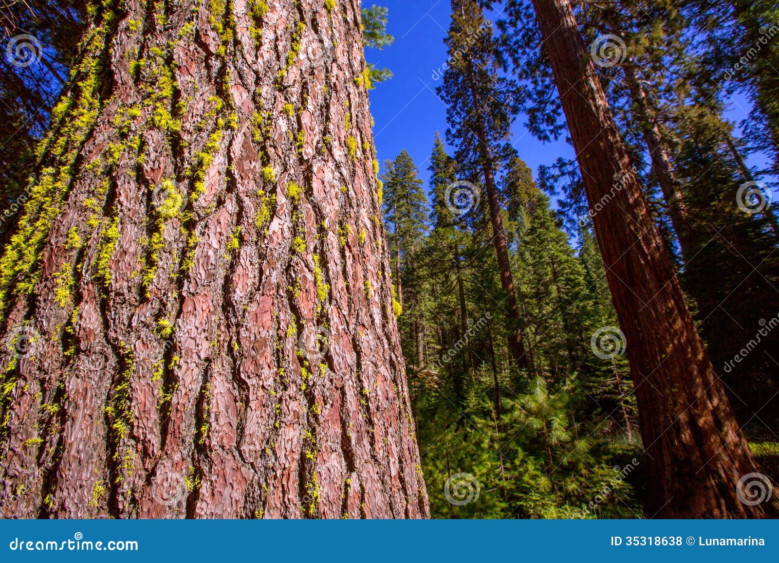 sequoias in mariposa grove at yosemite california