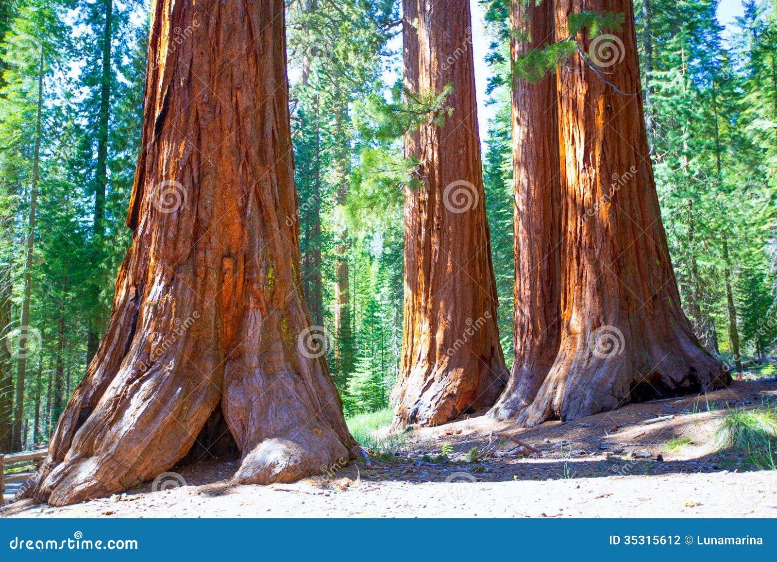 sequoias in mariposa grove at yosemite national park